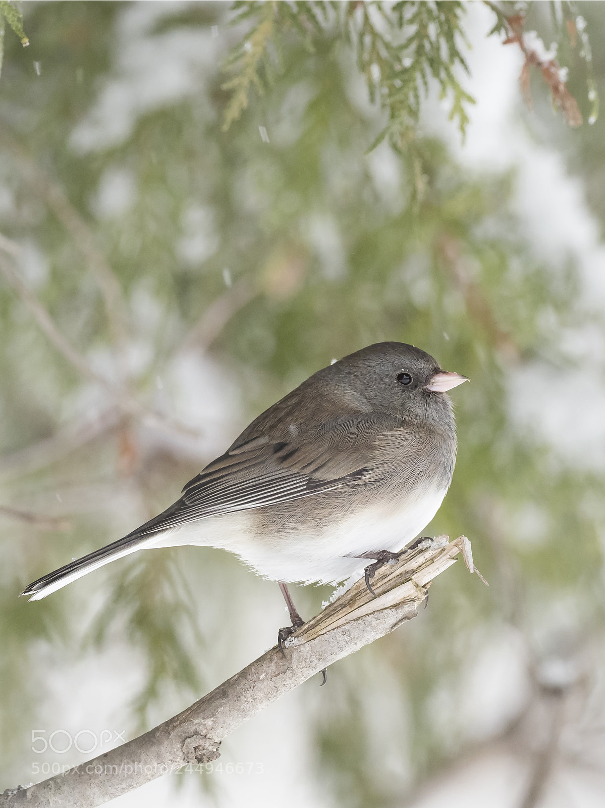 Olympus OM-D E-M1 Mark II sample photo. Dark-eyed junco photography