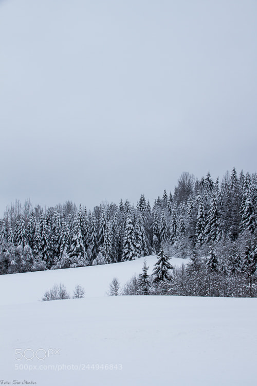 Canon EOS 7D sample photo. Winter forest photography