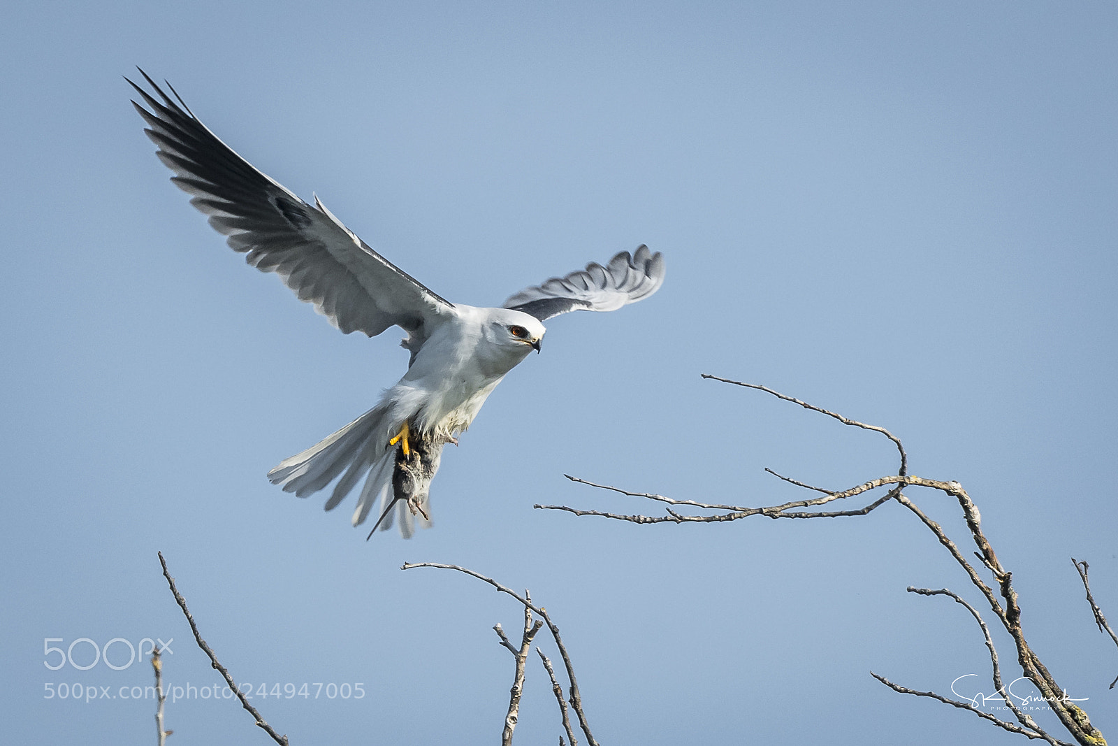 Nikon D850 sample photo. White tail kite with photography