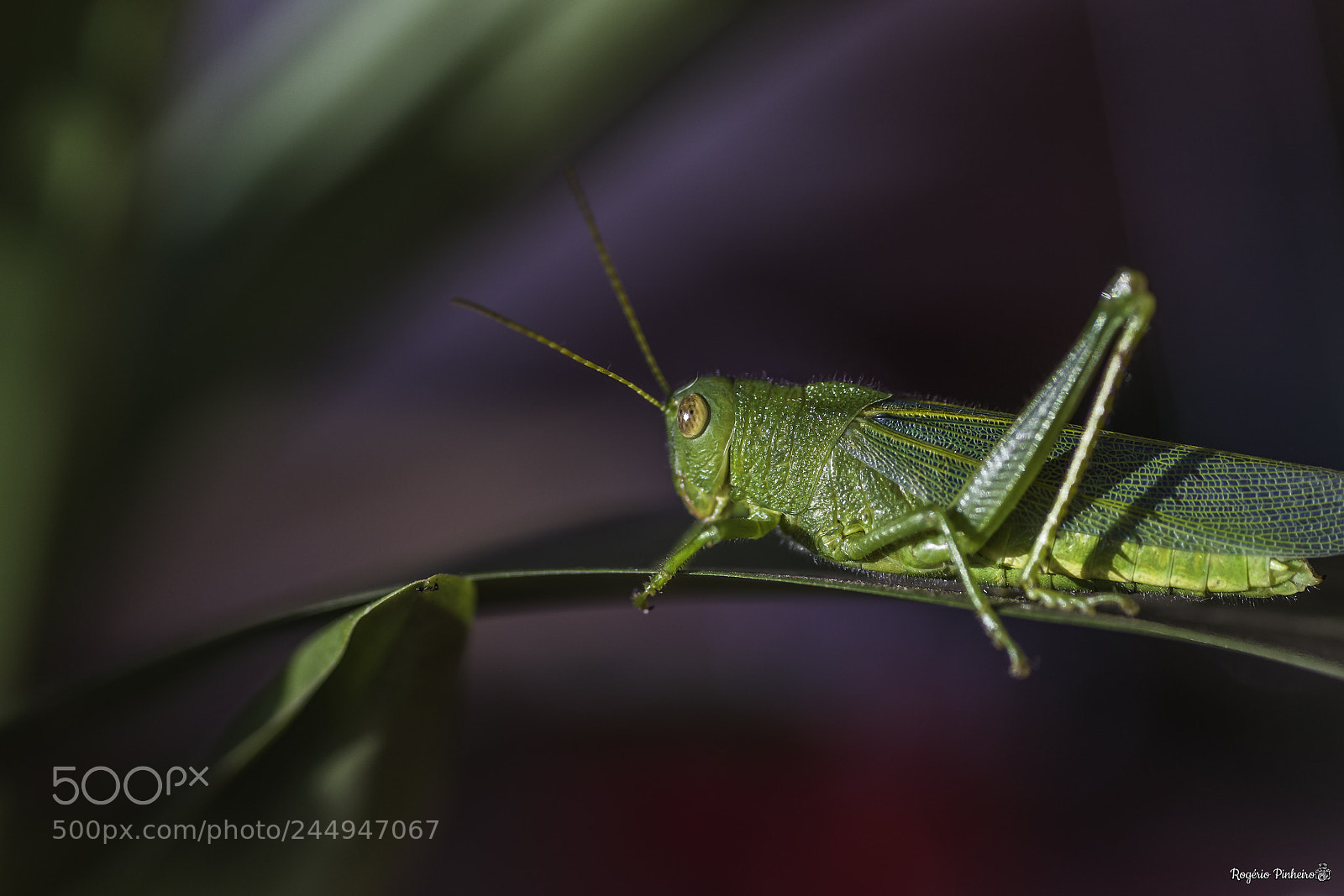 Canon EOS 7D Mark II sample photo. Cricket photography