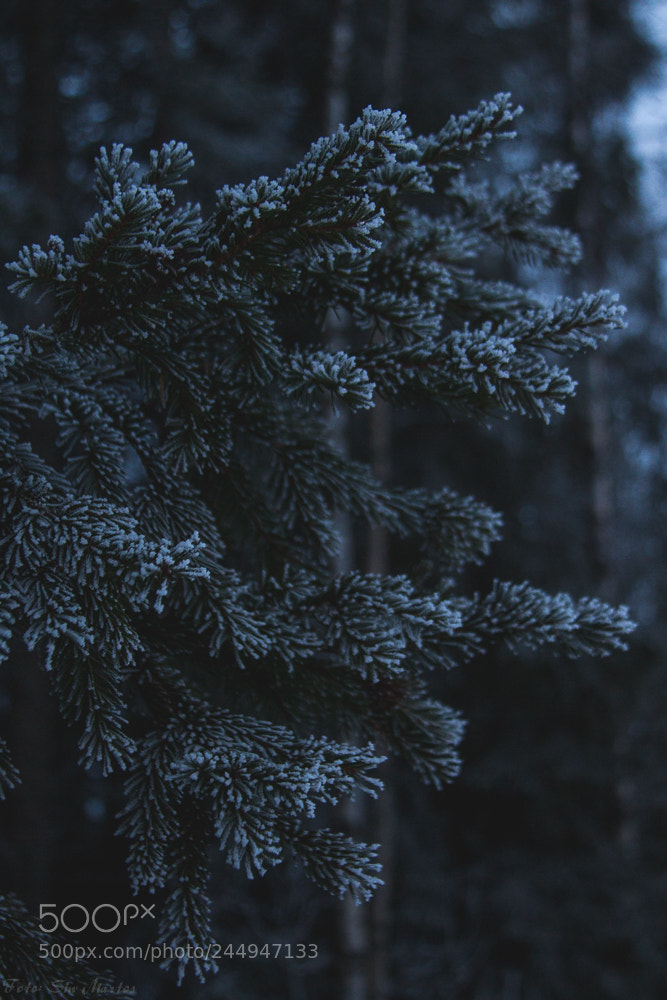 Canon EOS 7D sample photo. Winter mood photography