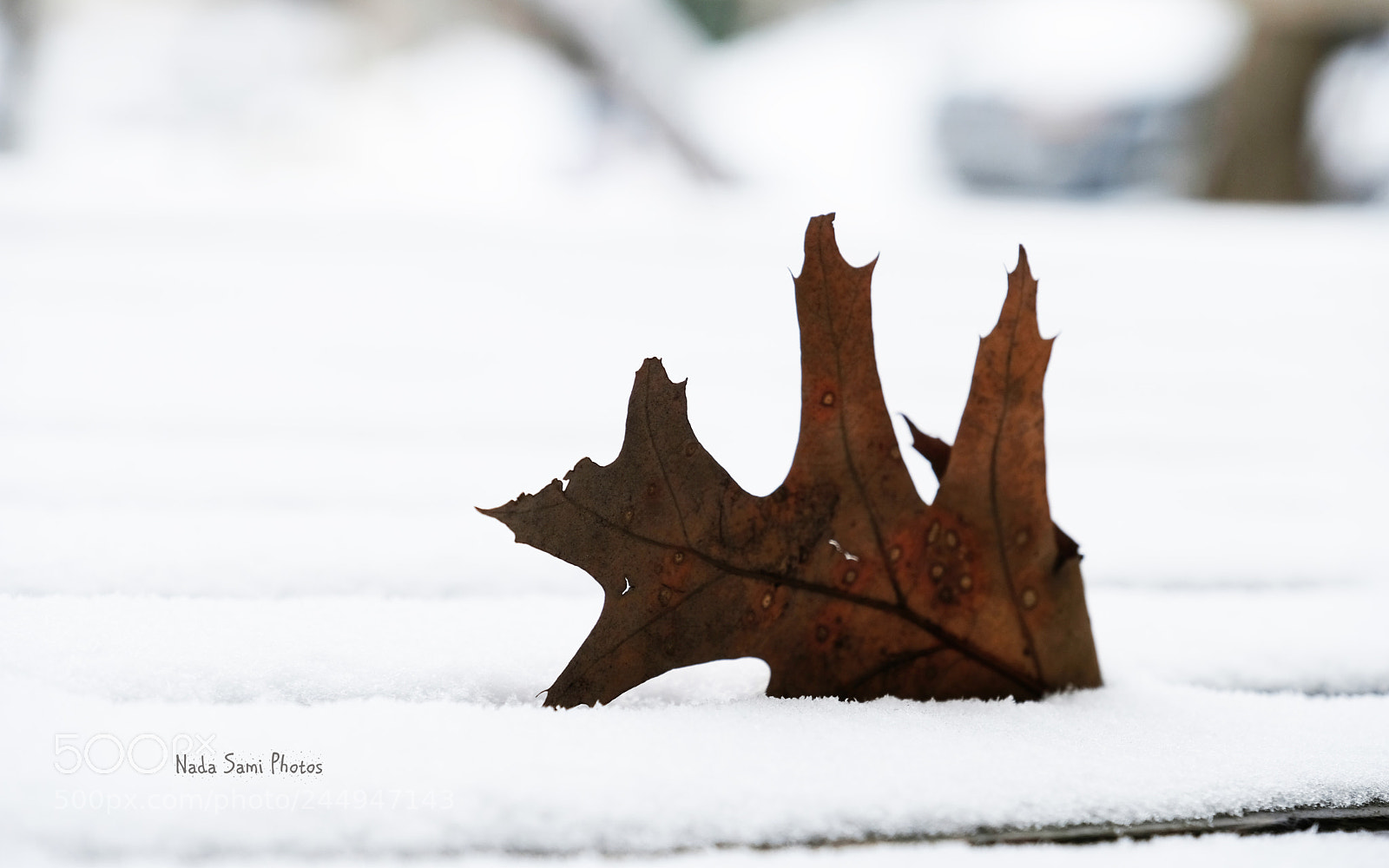 Fujifilm X-T2 sample photo. Leaf in snow photography