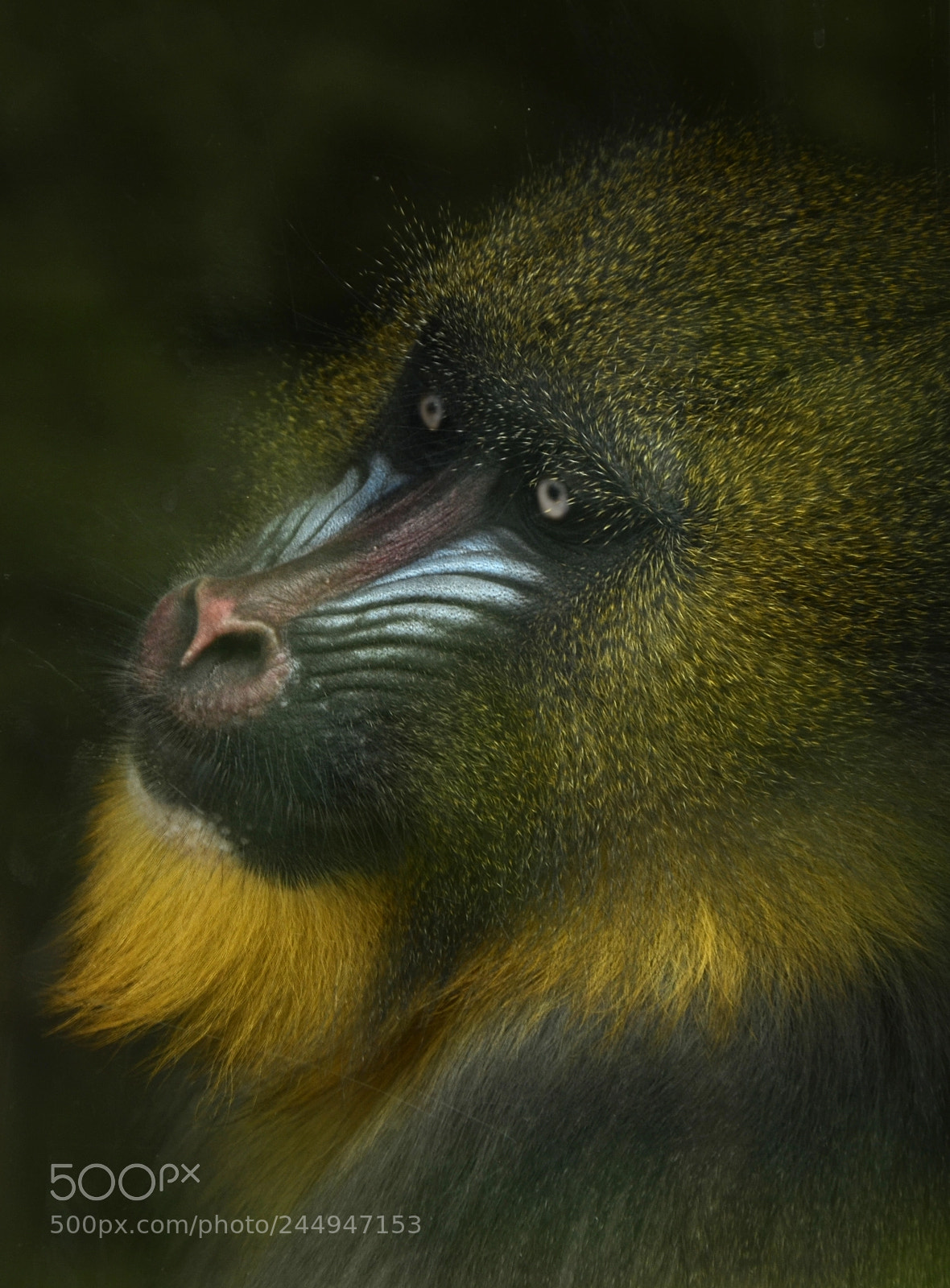 Nikon D5100 sample photo. Mandrill photography