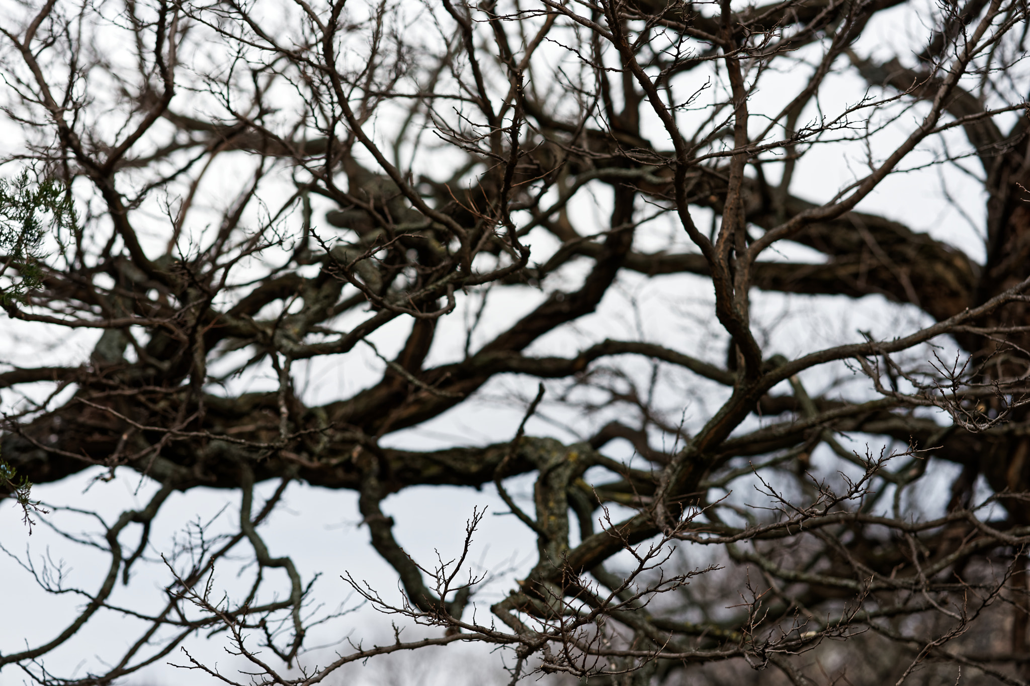 ZEISS Batis 85mm F1.8 sample photo. Just branches photography