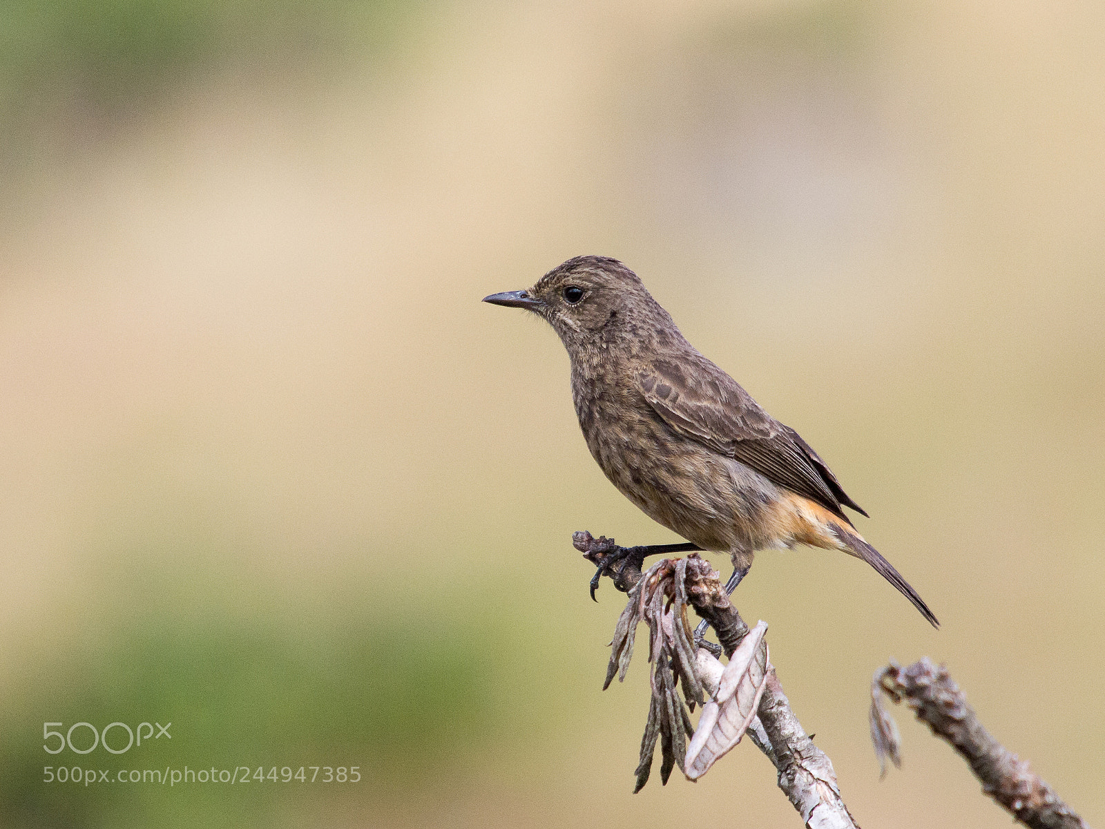 Olympus E-5 sample photo. Pied bush chat (female) photography