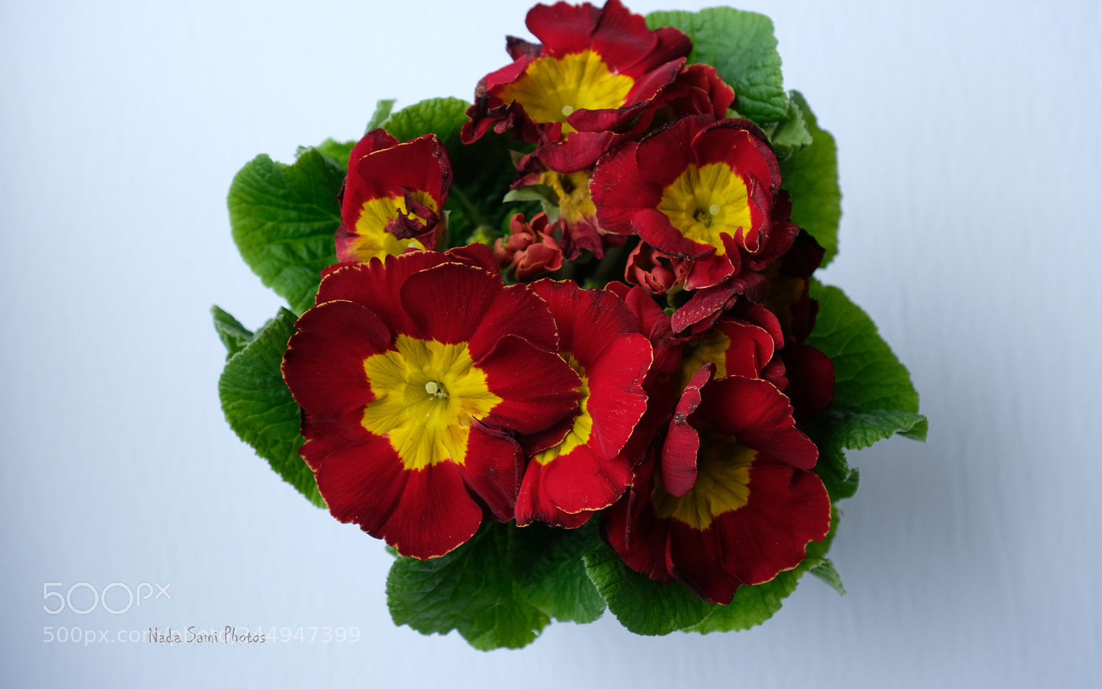 Fujifilm X-T2 sample photo. Red primula photography