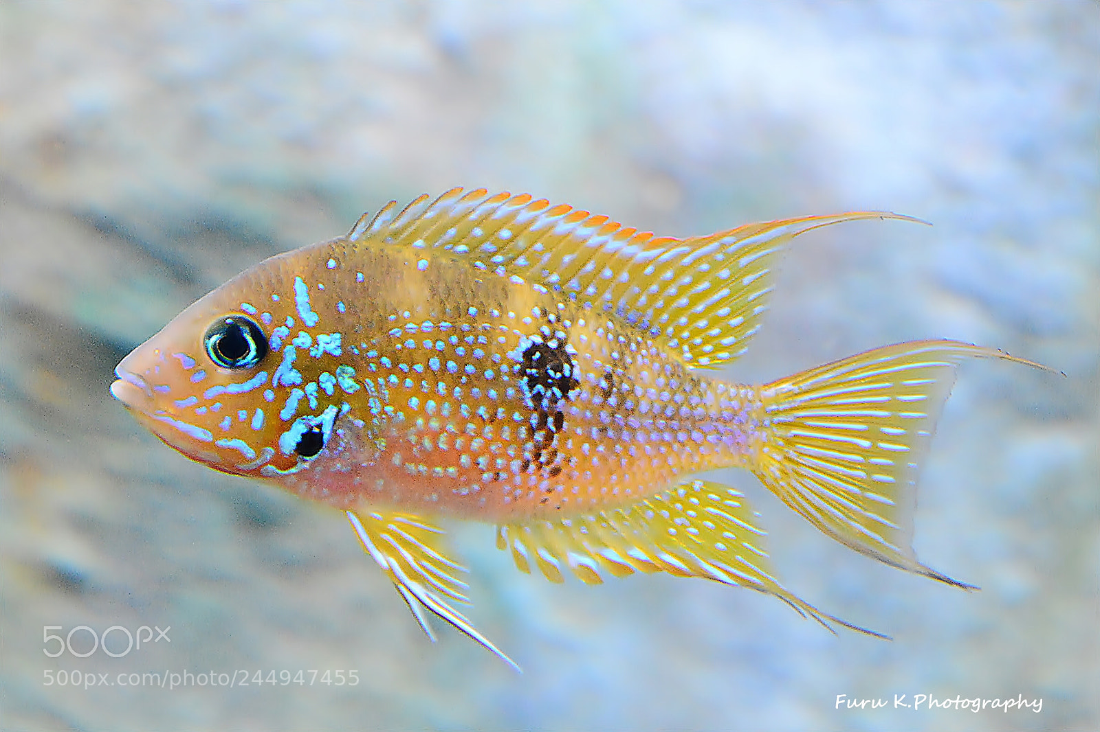 Nikon D7100 sample photo. Cichlid fish photography
