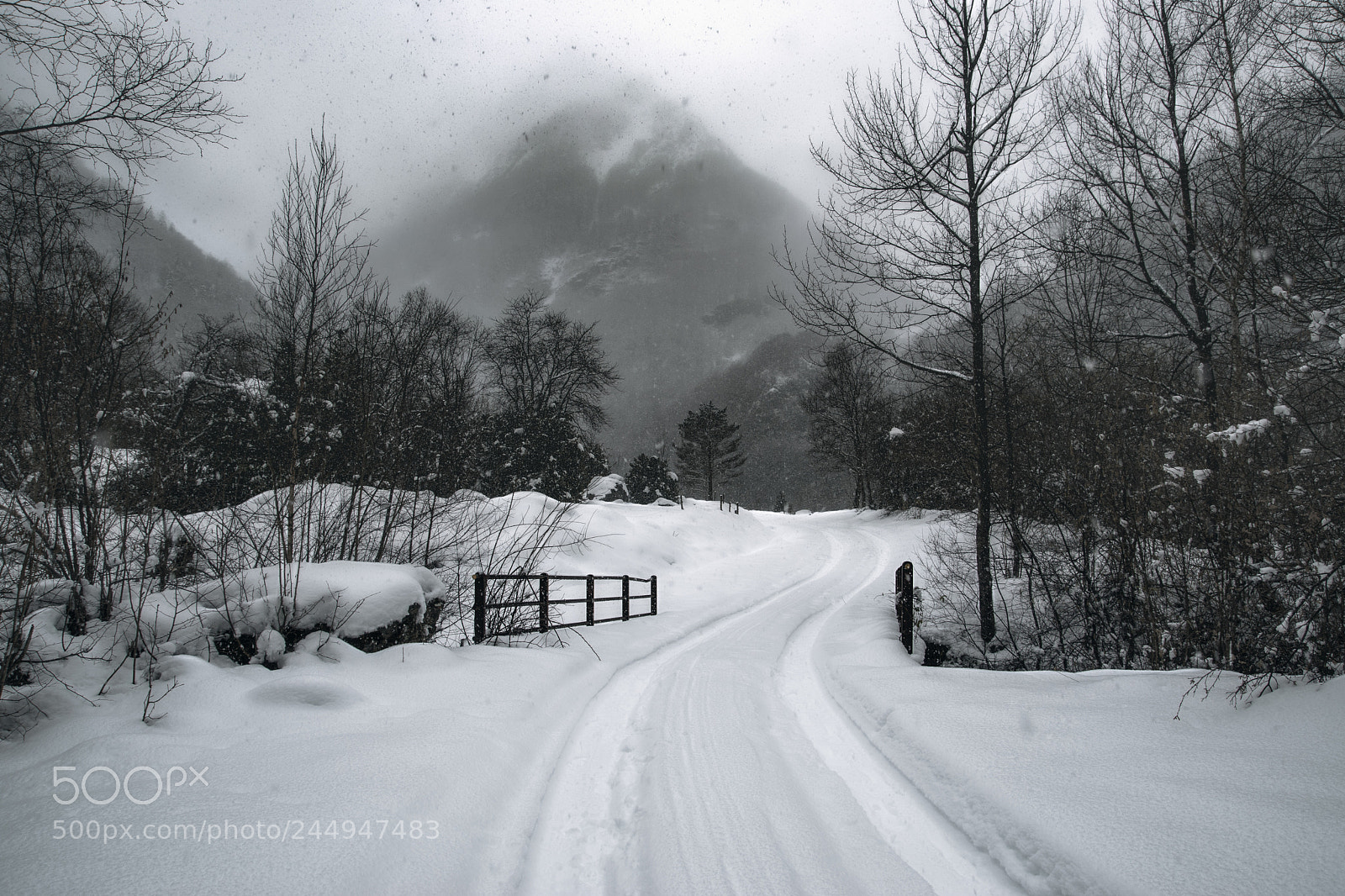 Nikon D5500 sample photo. Snow and fog photography