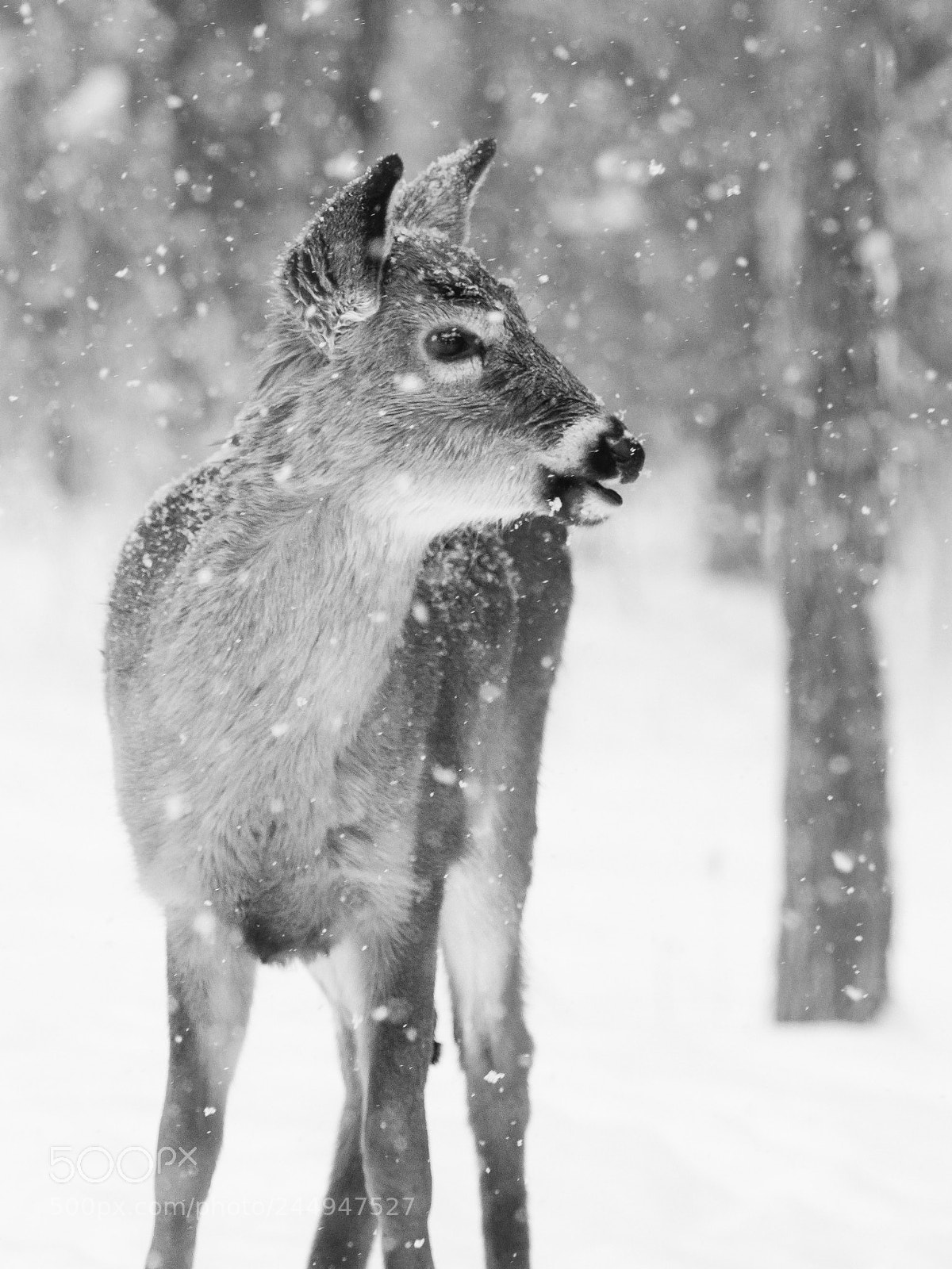 Olympus OM-D E-M1 Mark II sample photo. Cute little deer in photography