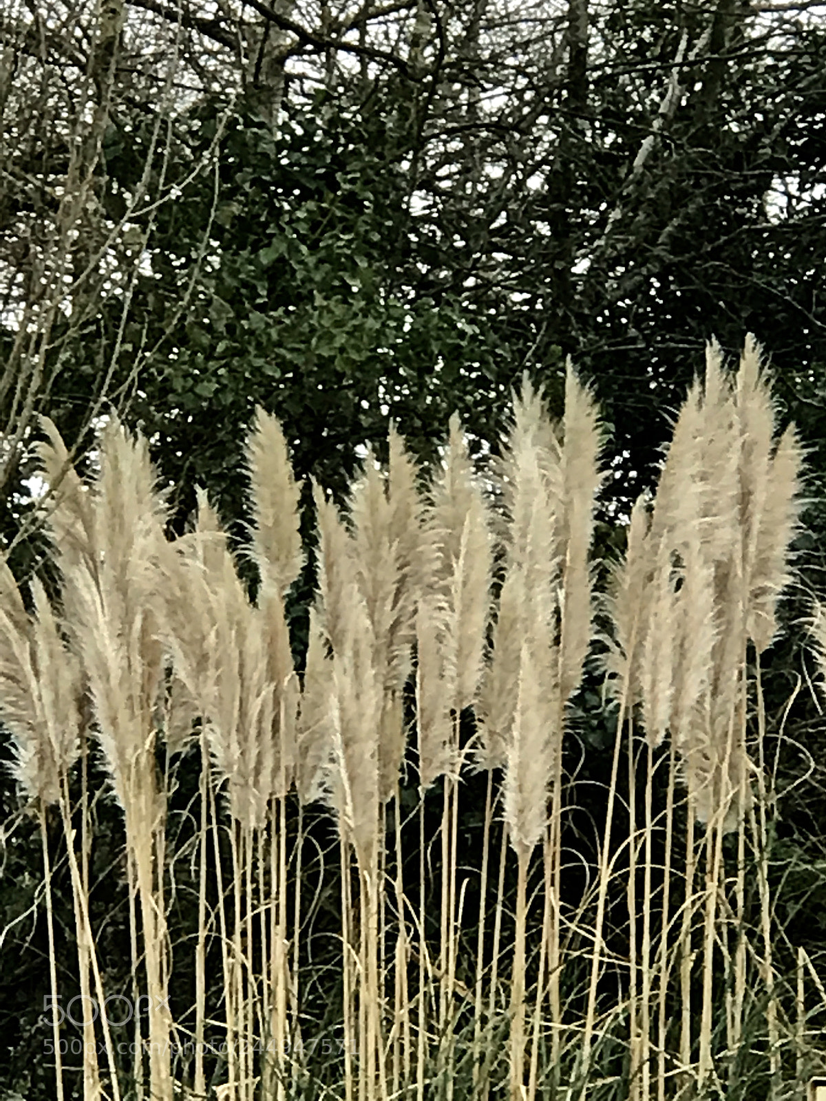 Apple iPhone 7 Plus sample photo. Untitled photography