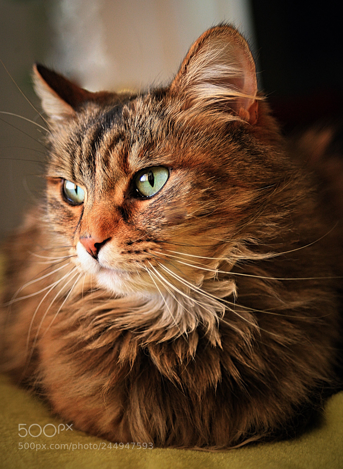 Canon EOS 5D sample photo. Moriarty photography