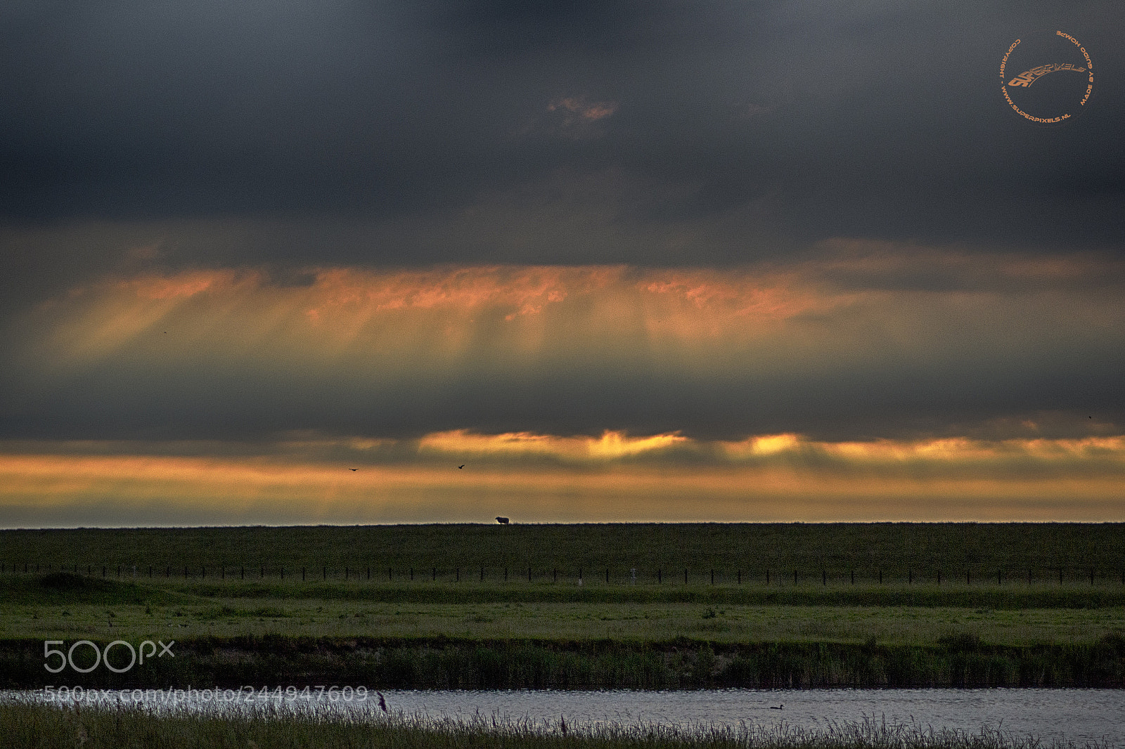 Canon EOS 60D sample photo. Sheep photography