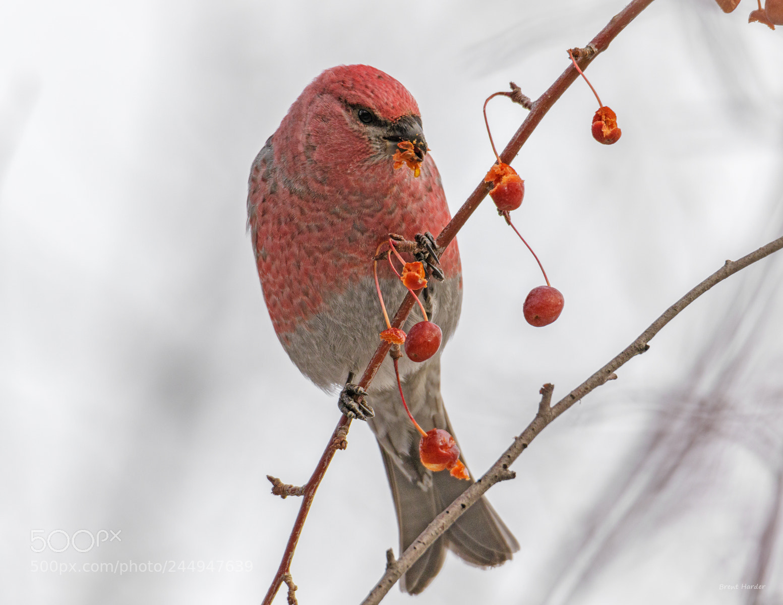 Canon EOS 7D Mark II sample photo. Pine grosbeak photography