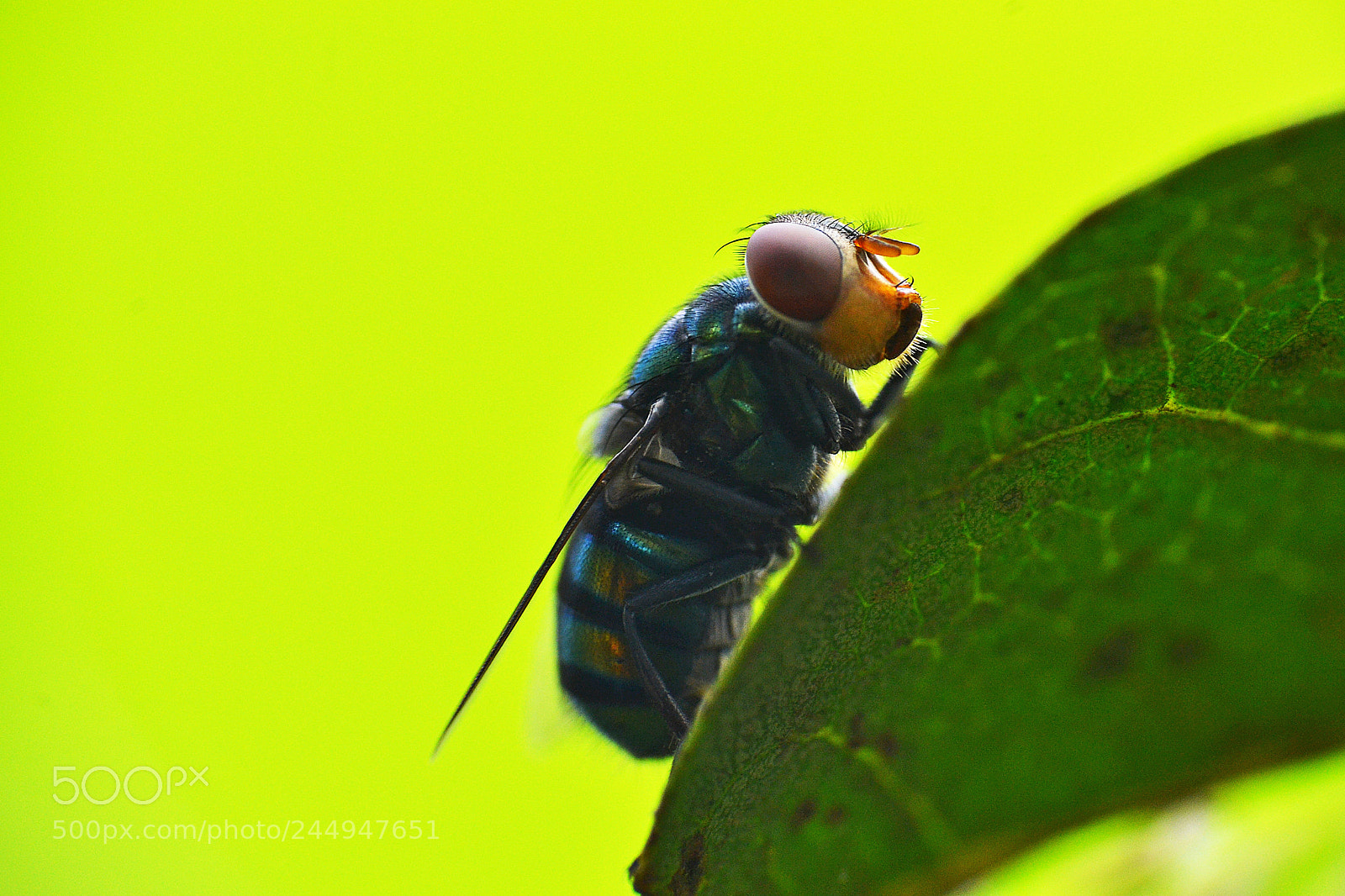 Nikon D3100 sample photo. Flies photography