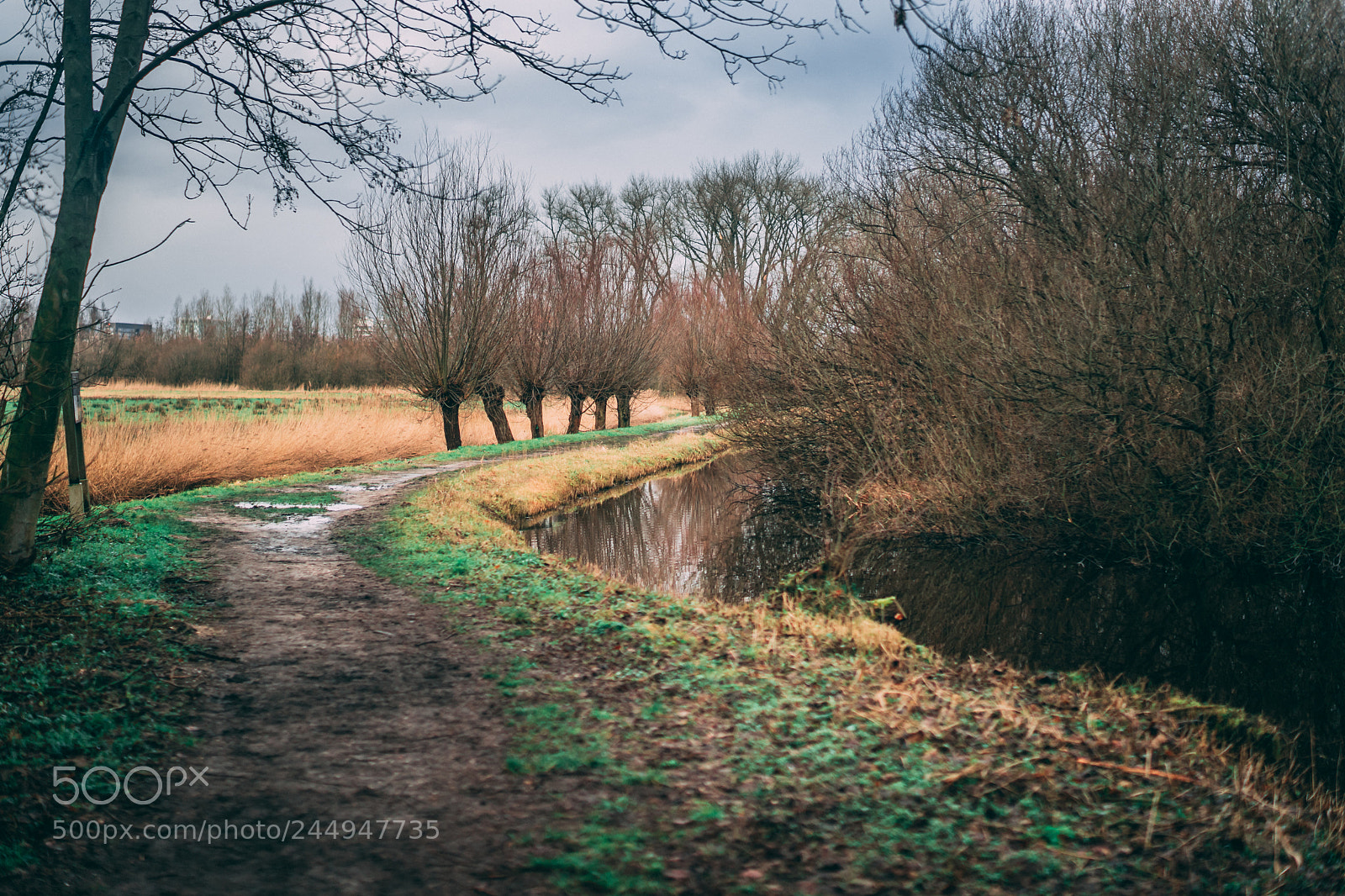 Sony a7 sample photo. Amsterdam forest photography