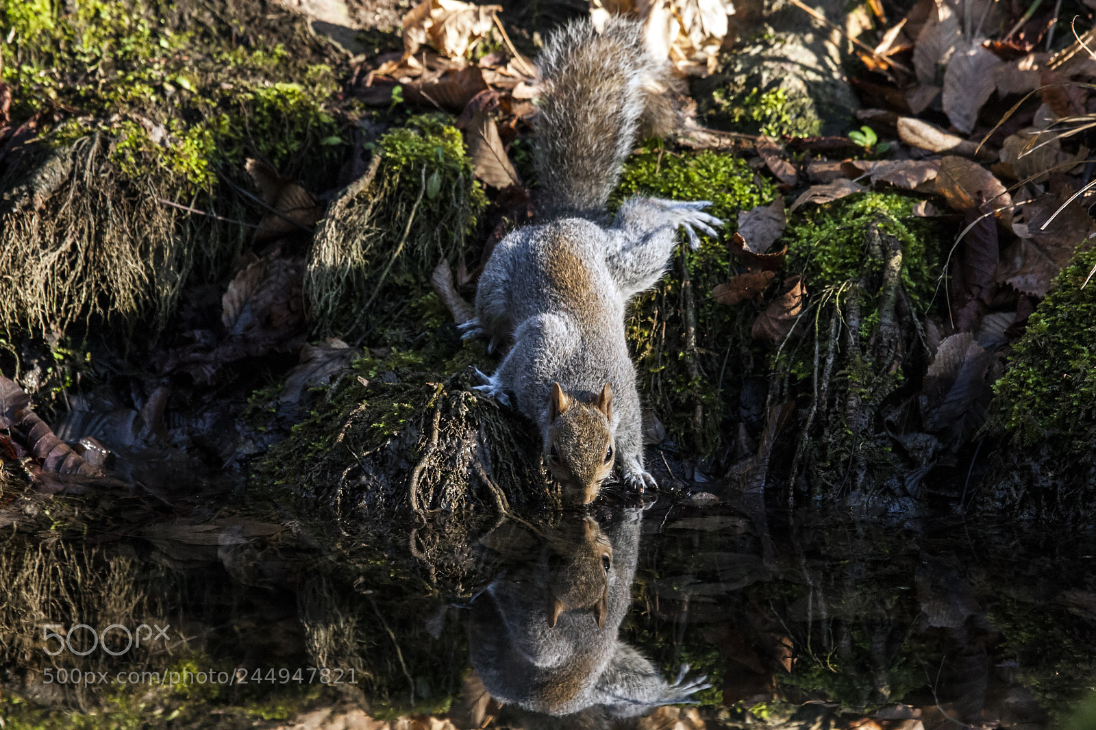 Canon EOS-1D Mark III sample photo. Squirrel photography