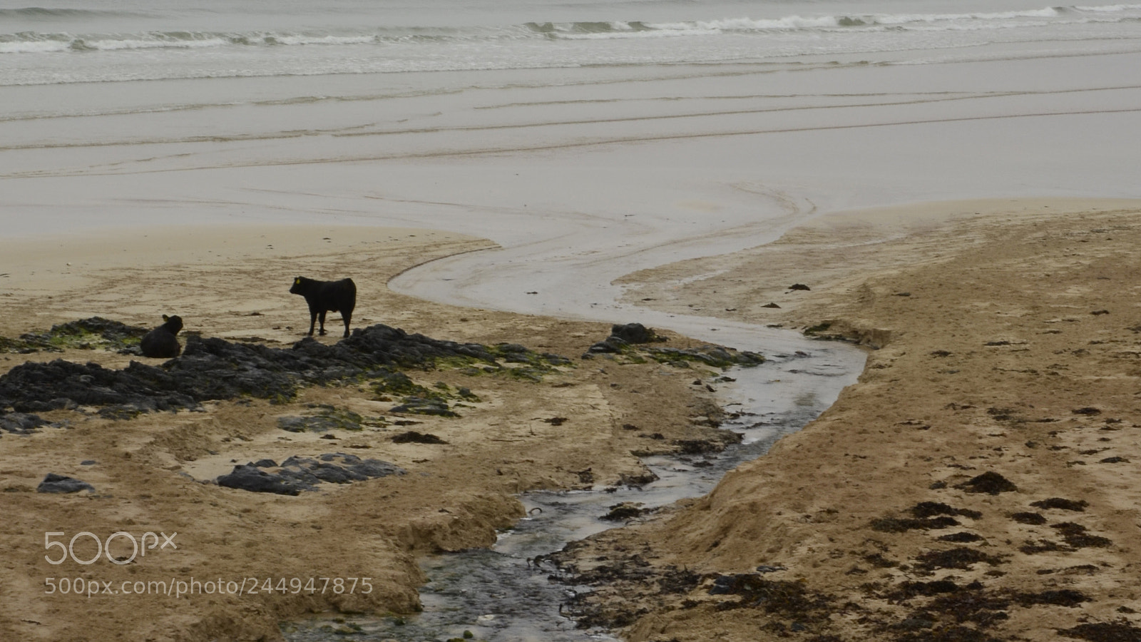 Nikon D5100 sample photo. Beach cows photography