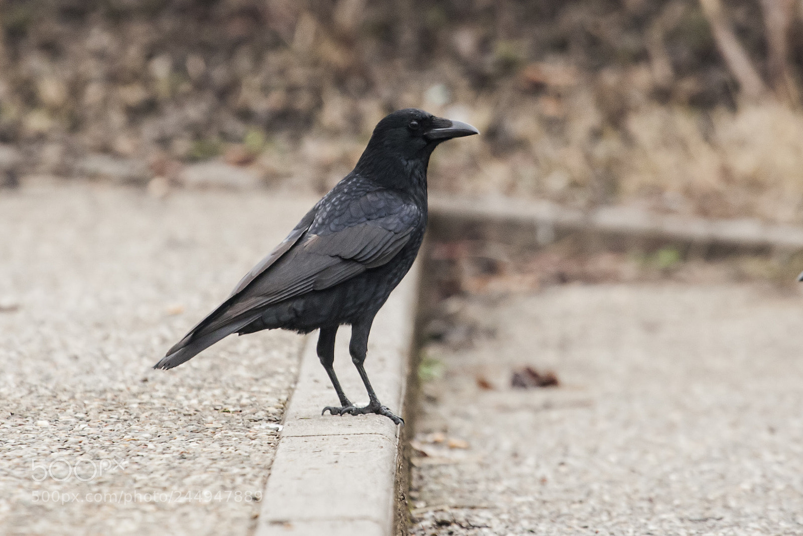 Canon EOS-1D Mark III sample photo. Cornacchia  nera photography