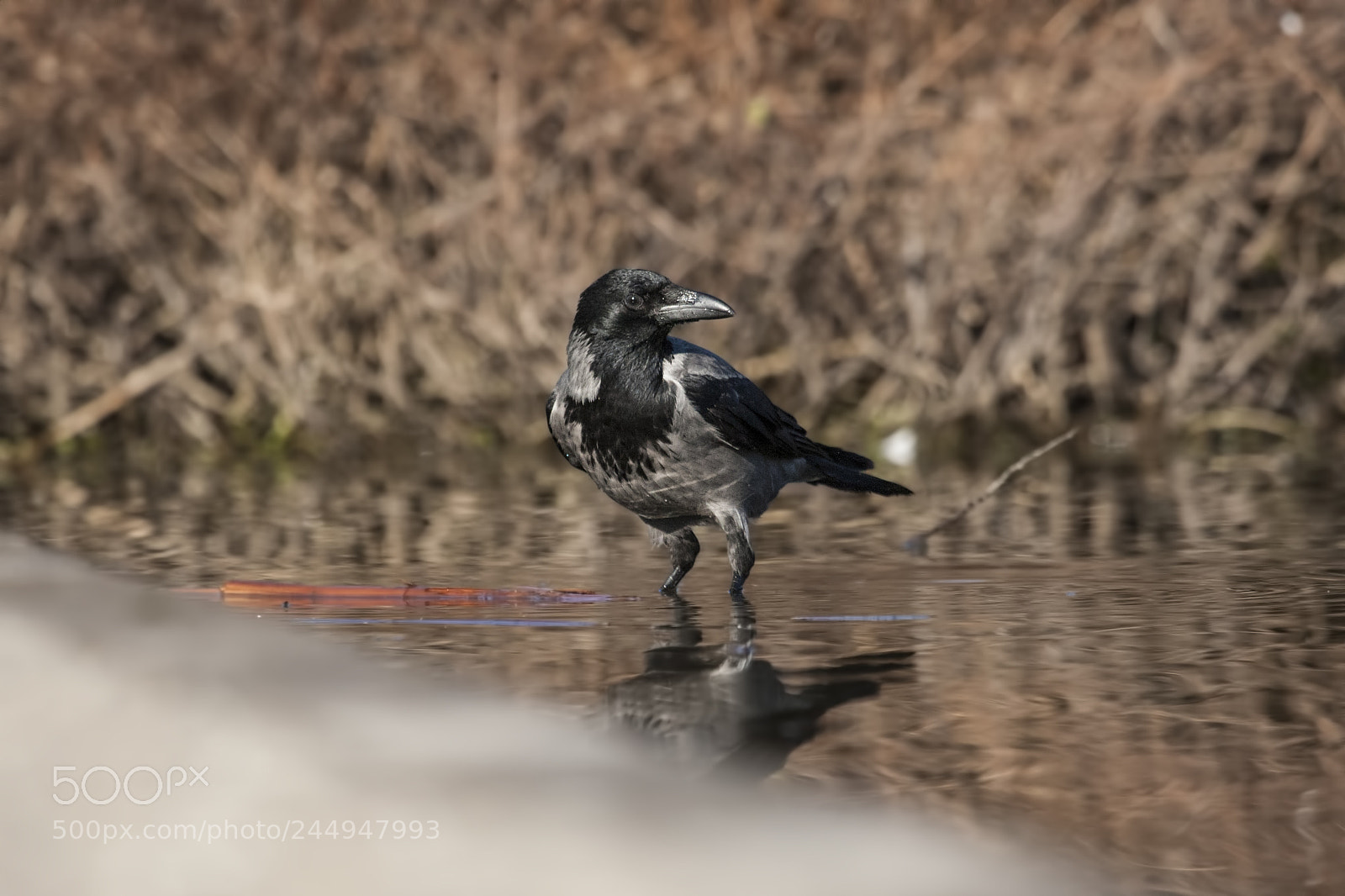 Canon EOS-1D Mark III sample photo. Cornacchia  grigia photography
