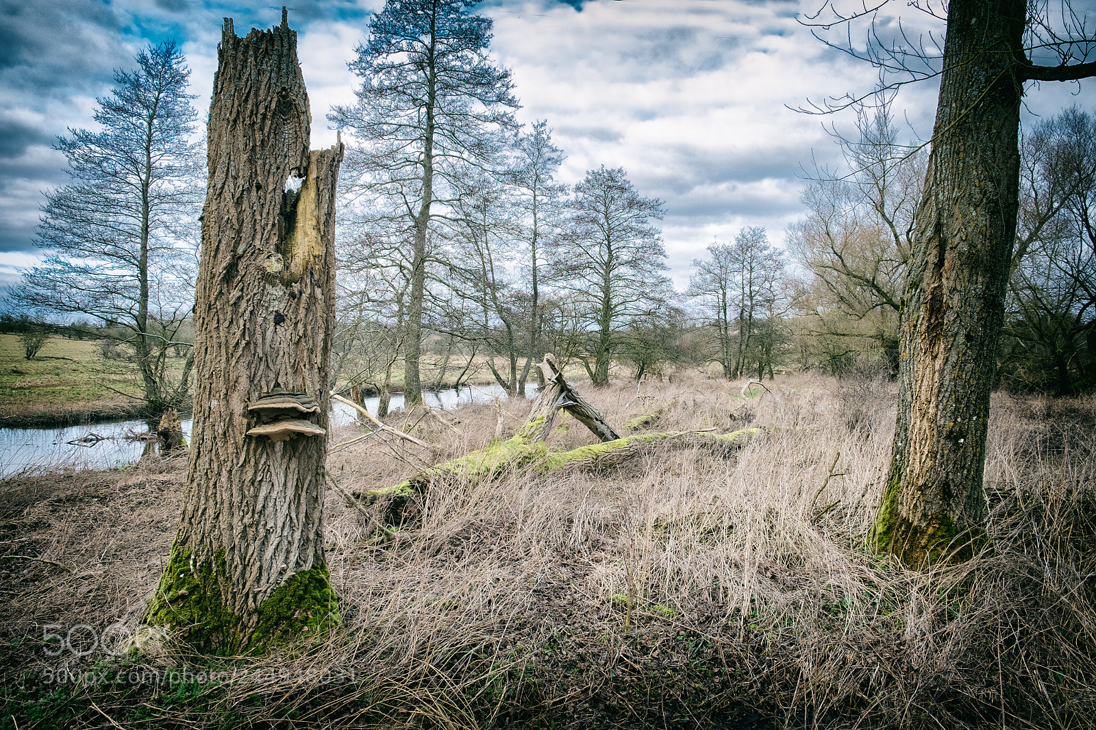 Fujifilm X-Pro1 sample photo. Tank tracks no1 photography