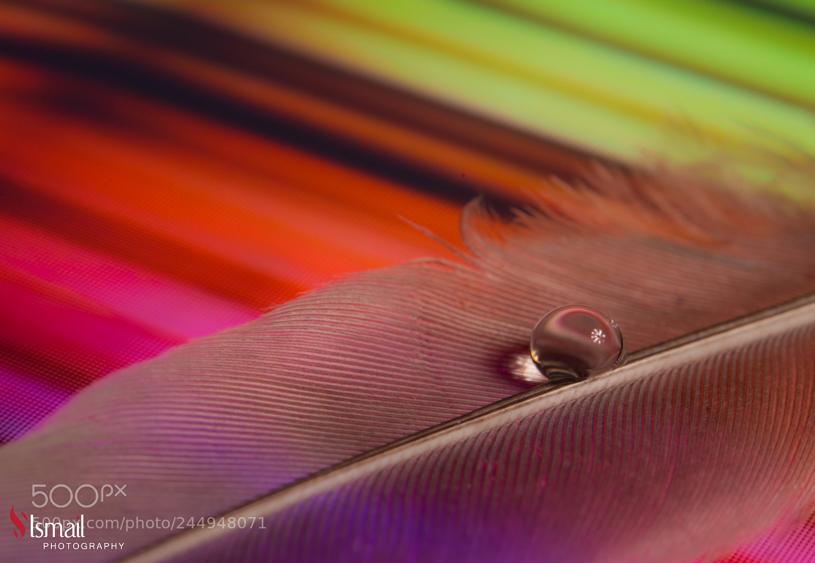Nikon D800 sample photo. Feather and drop photography