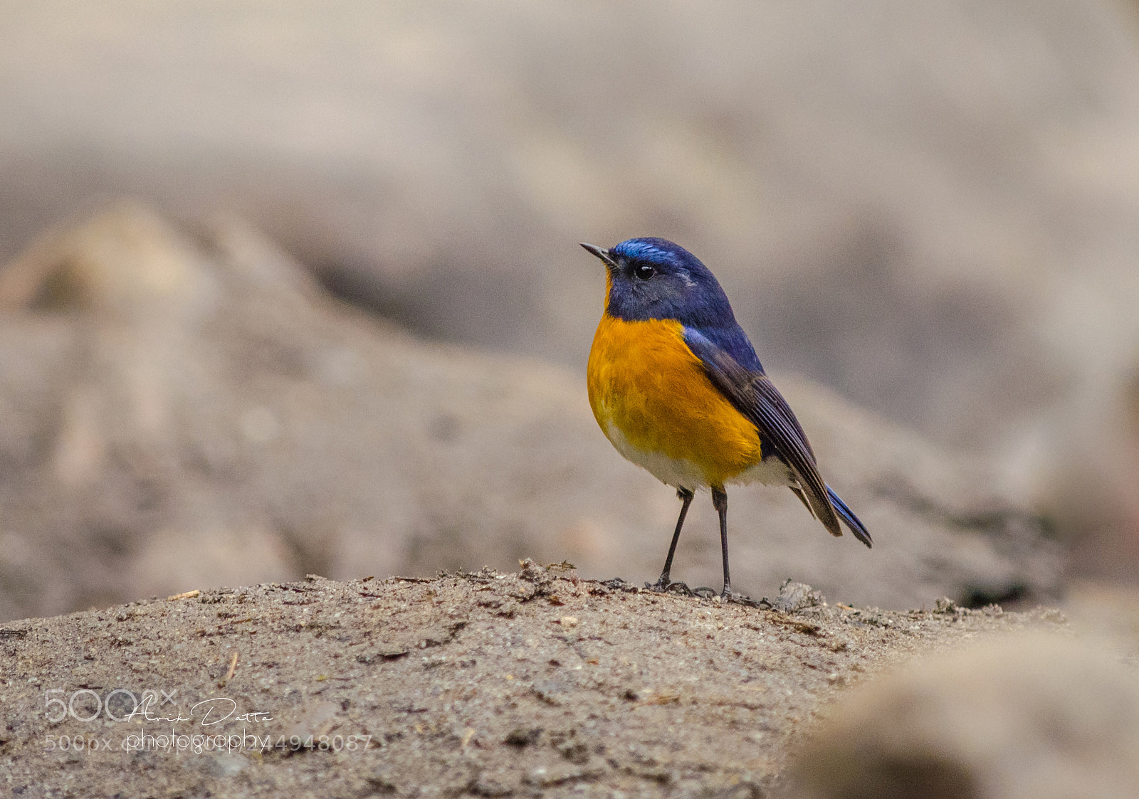 Nikon D5100 sample photo. Rufous-breasted bush robin photography