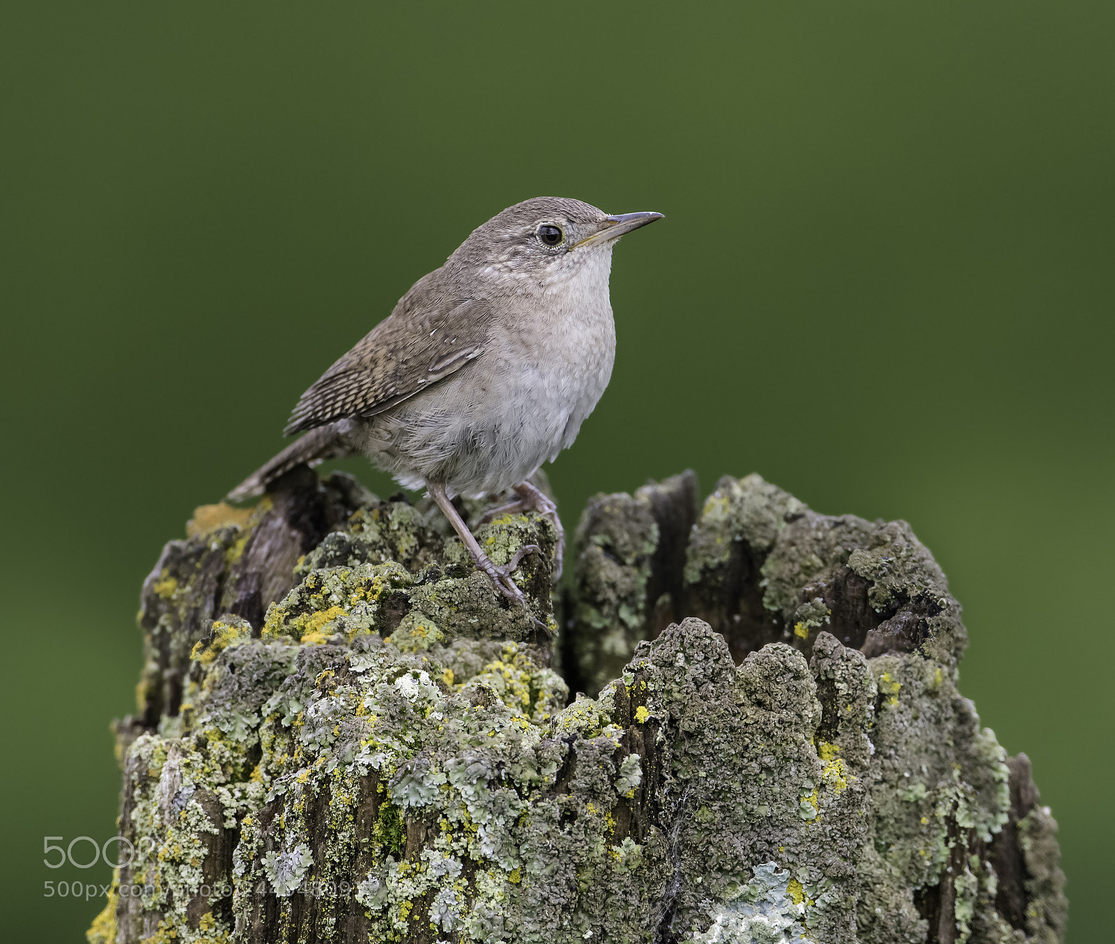 Nikon D500 sample photo. A house wren photography