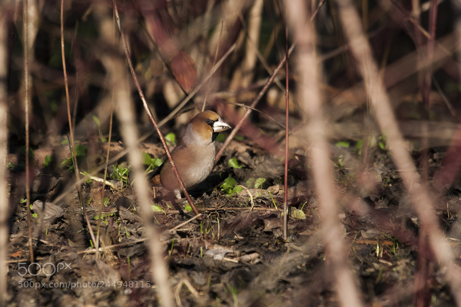 Canon EOS-1D Mark III sample photo. Frosone photography