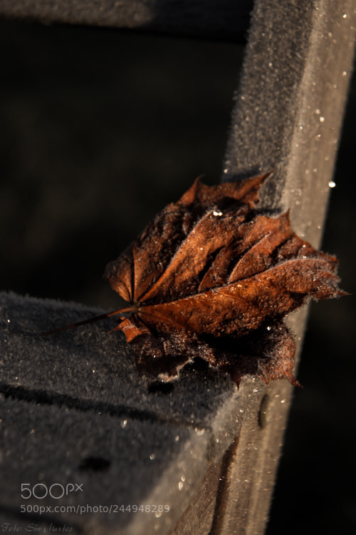 Canon EOS 7D sample photo. Winter leaf photography