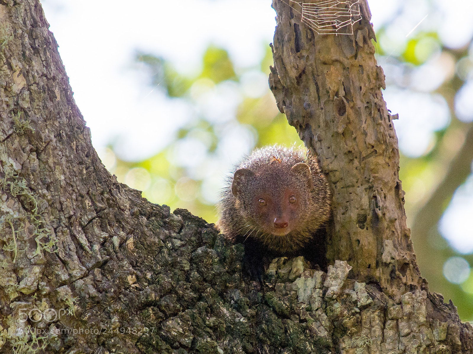 Olympus E-5 sample photo. Ruddy mongoose photography