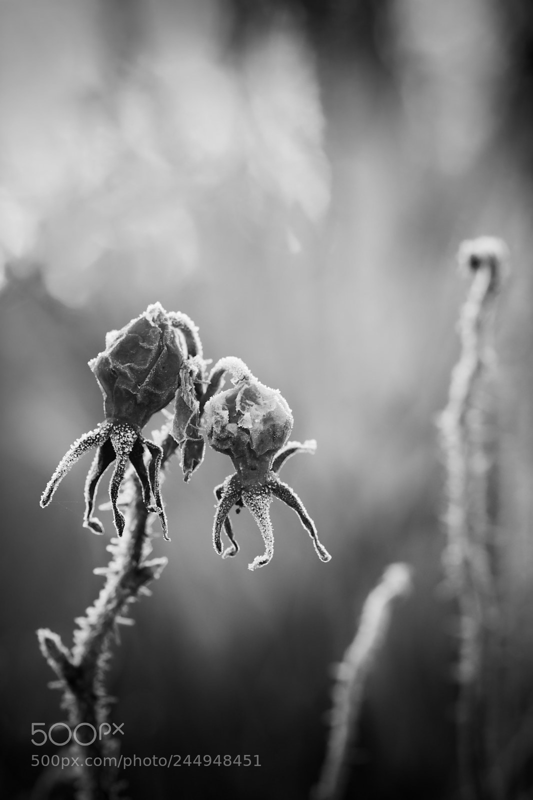 Nikon D7200 sample photo. Winter rose hip photography