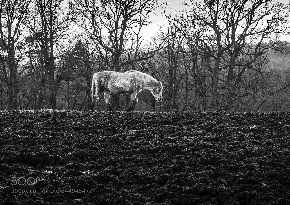 Olympus OM-D E-M10 II sample photo. Winter horse photography