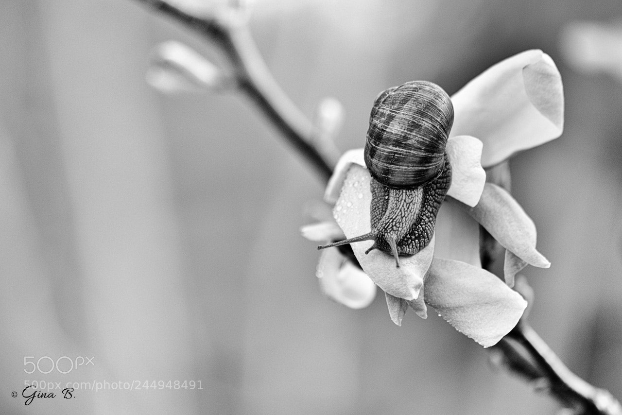 Nikon D3200 sample photo. Spring is not so photography