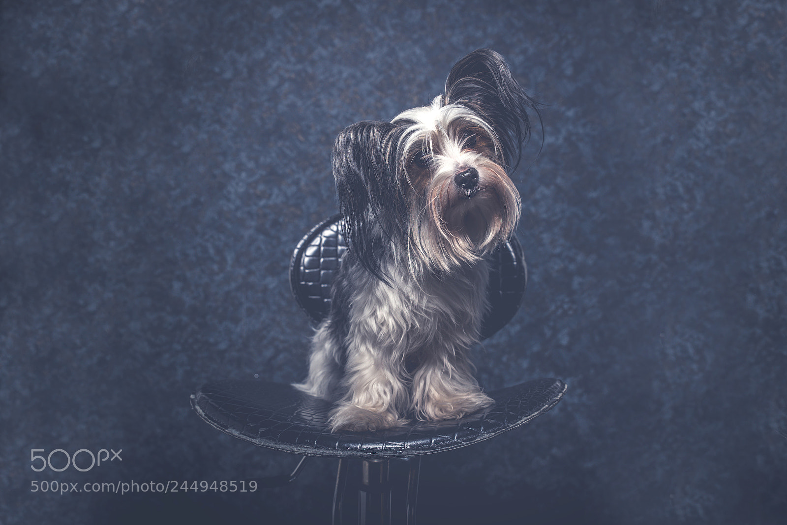 Nikon D610 sample photo. Biewer dog portrait in photography