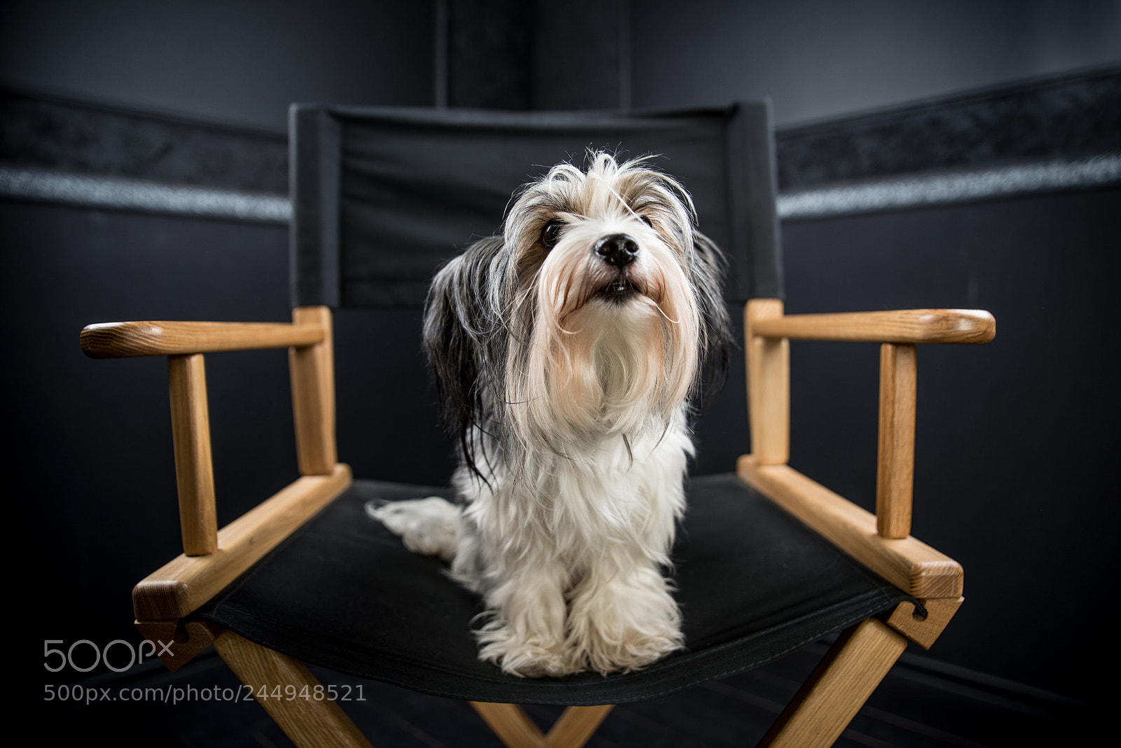 Nikon D610 sample photo. Biewer dog portrait in photography