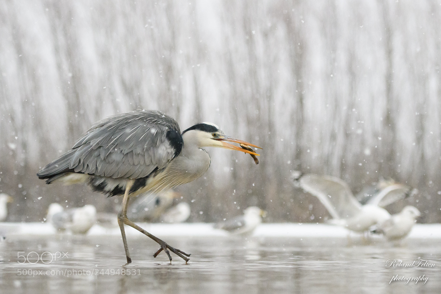 Nikon D500 sample photo. Winter heron photography