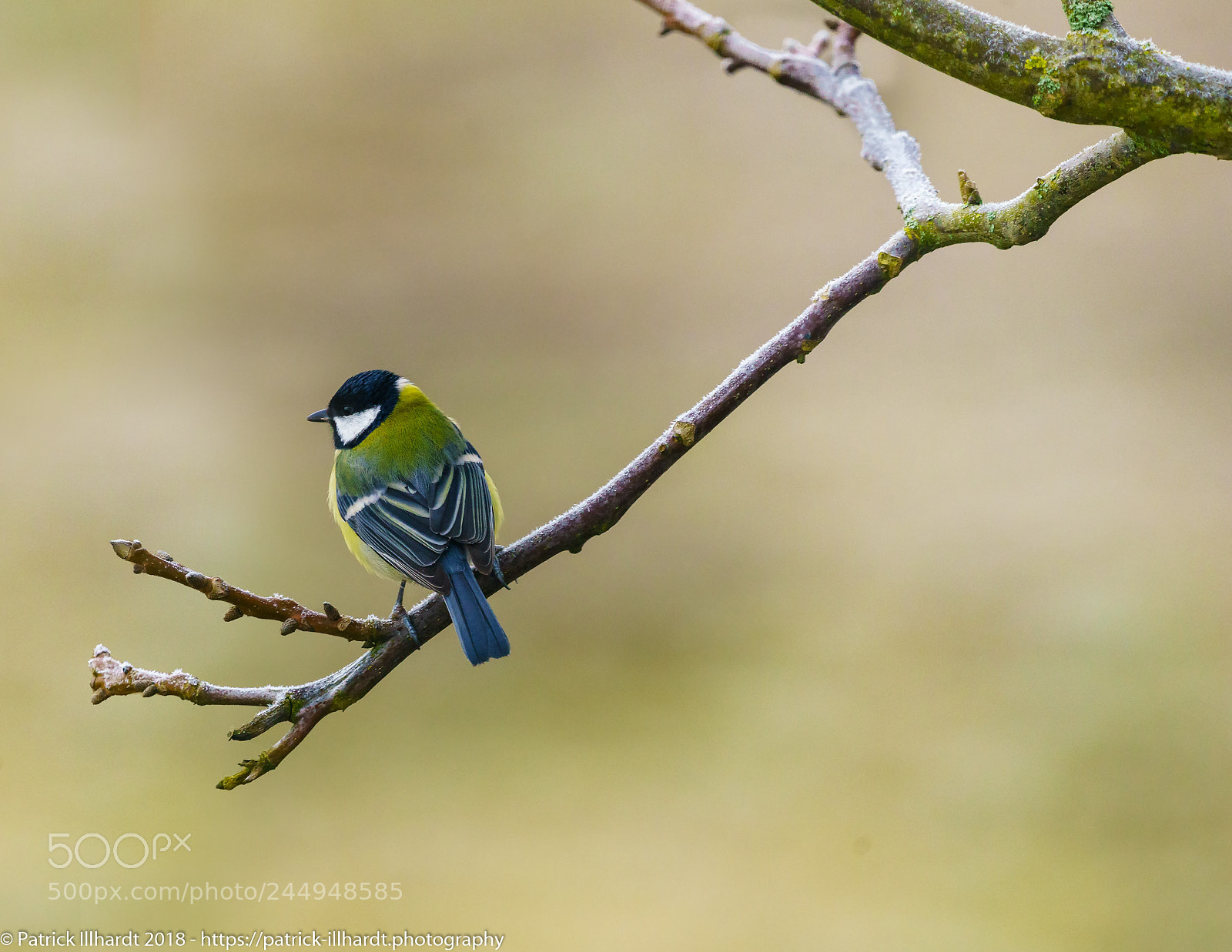 Sony a7R sample photo. Parus major photography