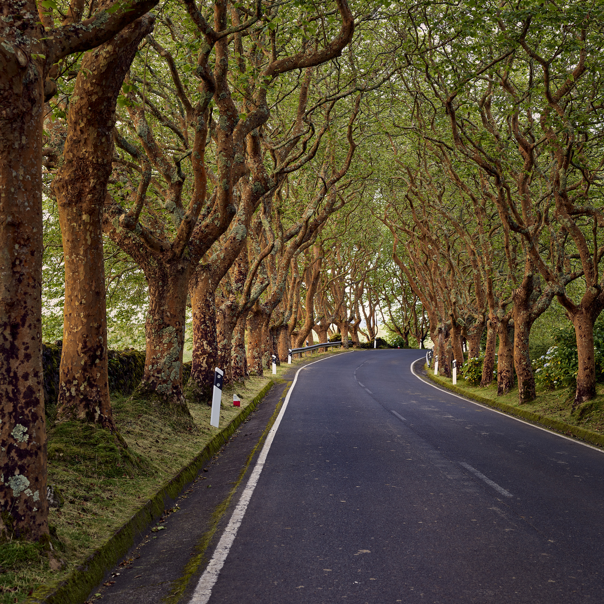 Phase One IQ3 100MP sample photo. Early morning in the azores photography