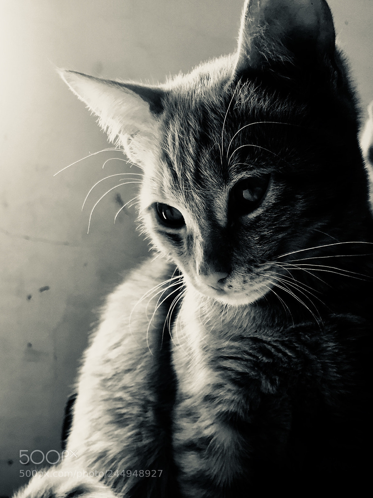 Apple iPhone 6 sample photo. The only friend which photography