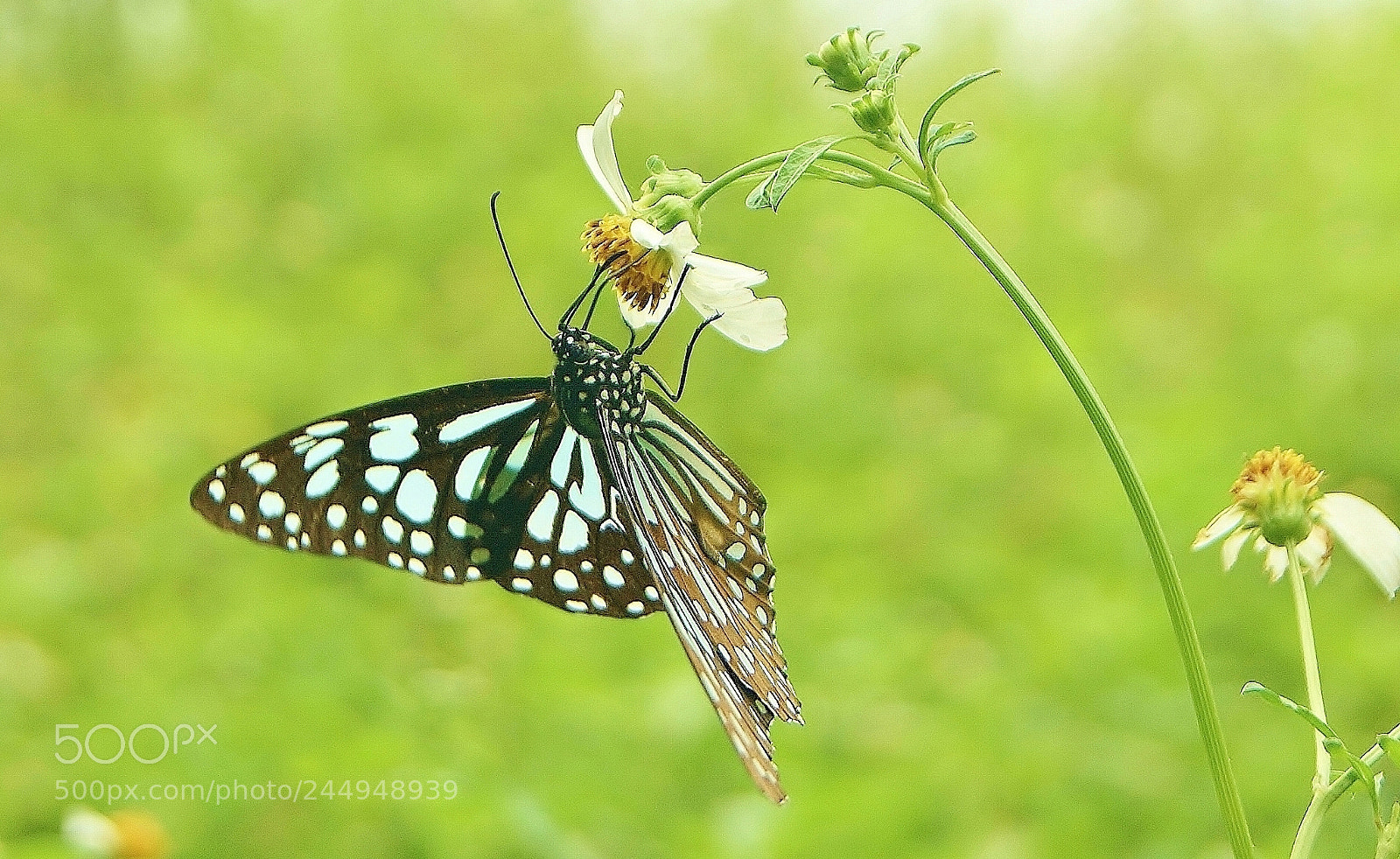 Sony Alpha DSLR-A380 sample photo. A beautiful encounter memory ... photography