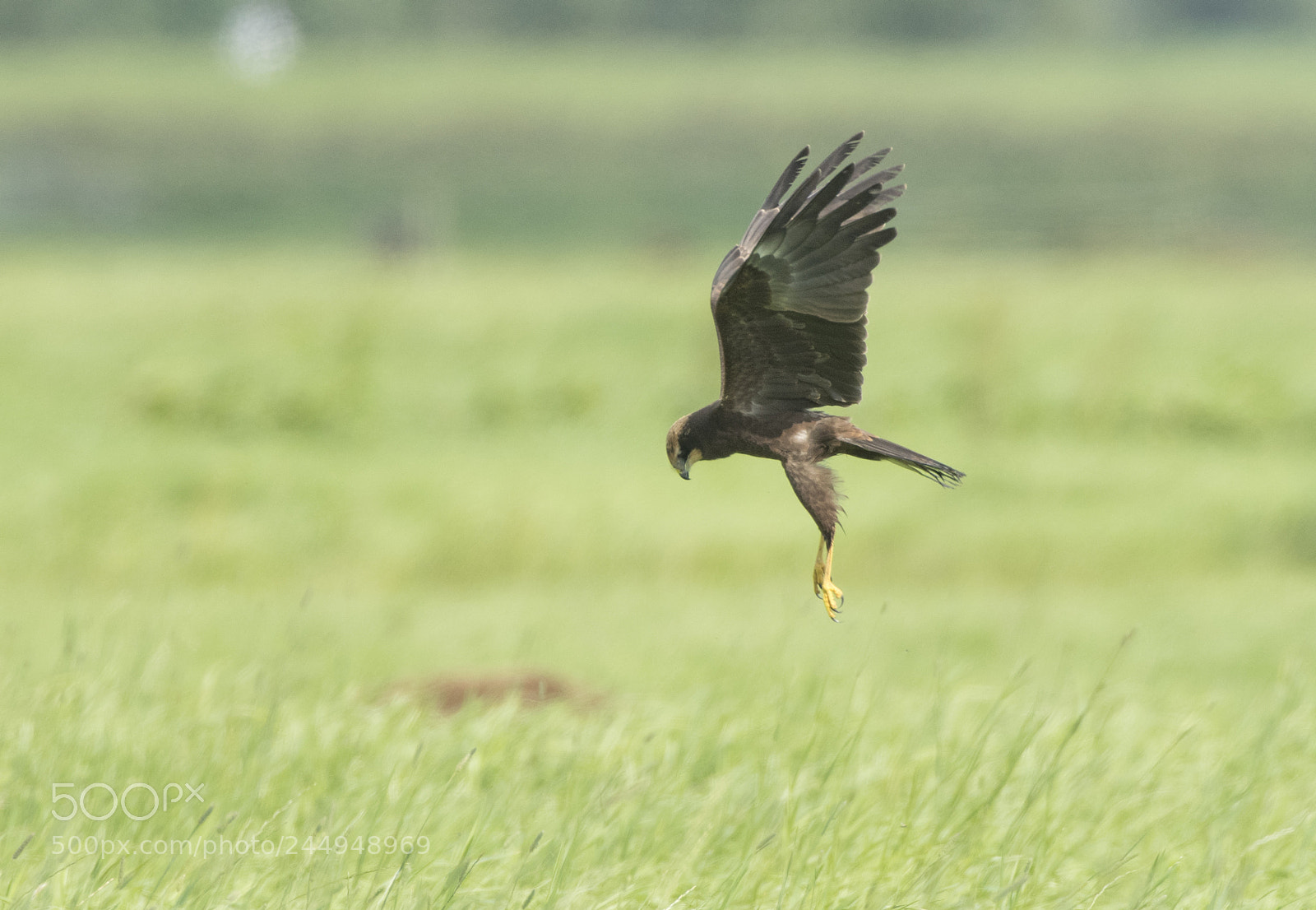 Nikon D500 sample photo. Bruine kiekendief photography