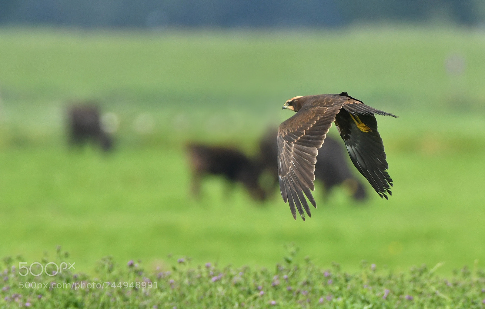 Nikon D500 sample photo. Bruine kiekendief photography