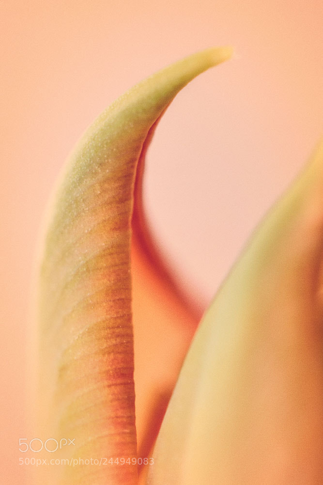 Canon EOS 70D sample photo. Tulip detail photography