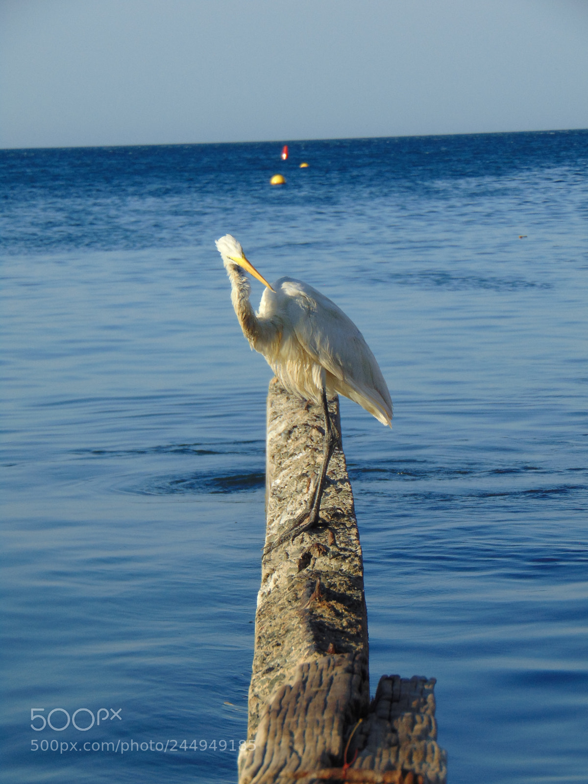 Sony Cyber-shot DSC-H300 sample photo. Ave en santa marta photography