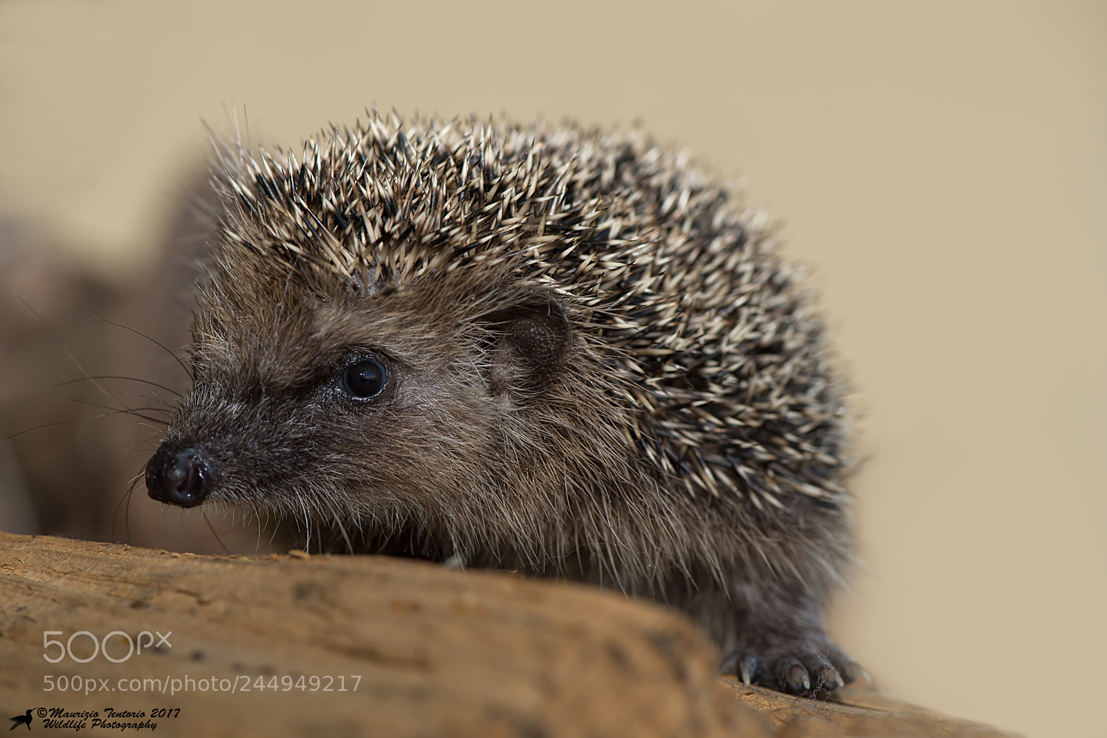 Nikon D5 sample photo. Riccio erinaceus europaeus photography