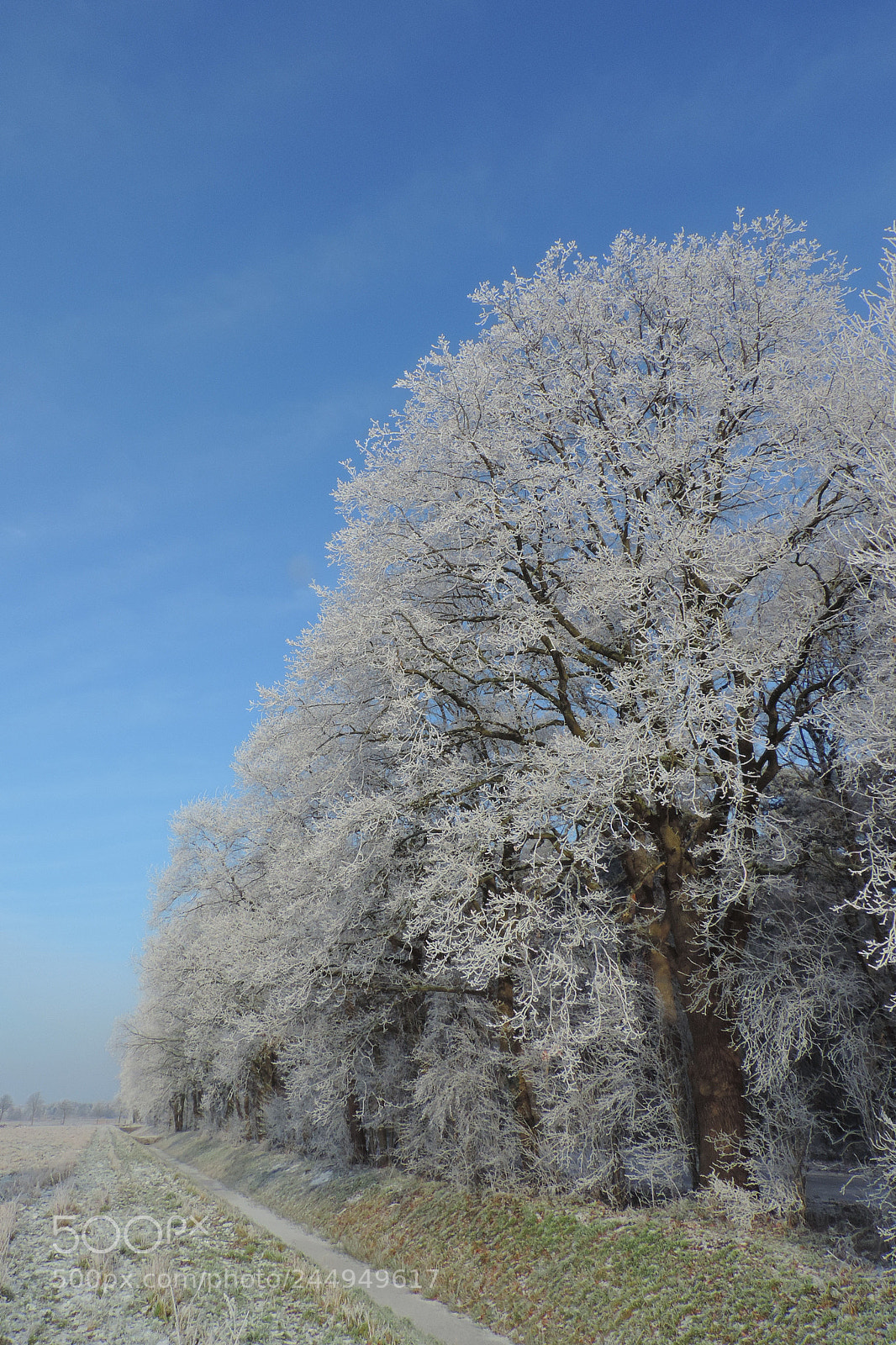 Nikon Coolpix P520 sample photo. Winter photography