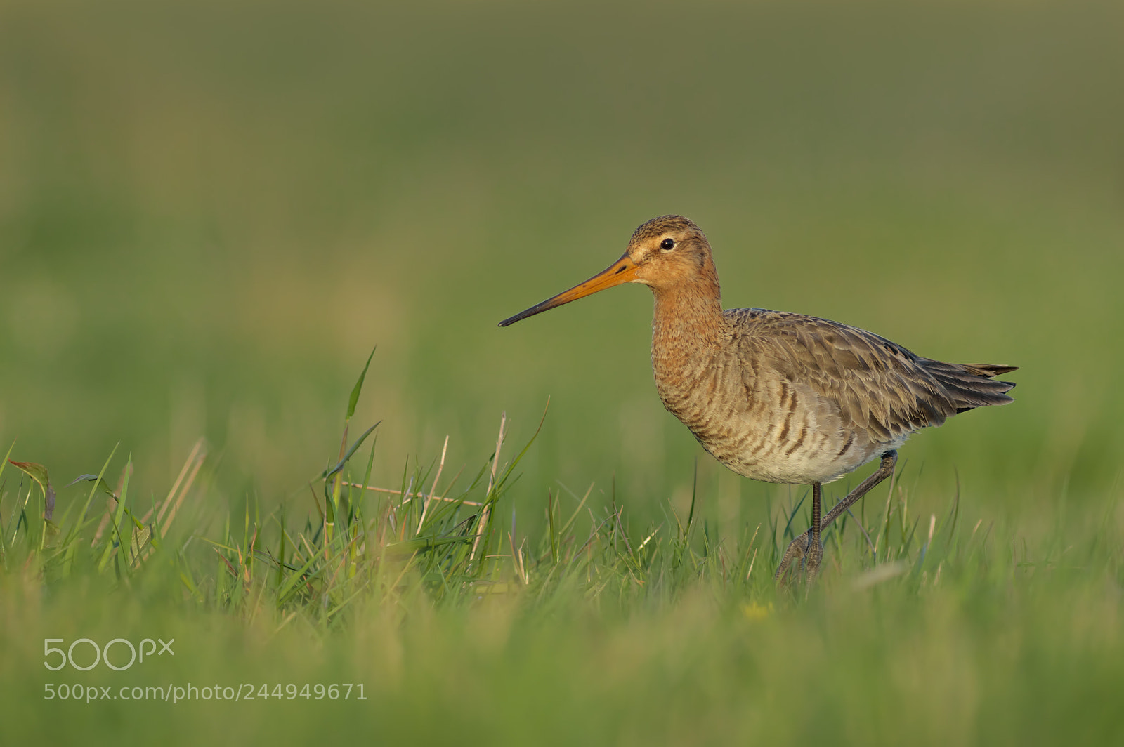 Pentax K-3 sample photo. Limosa limosa... photography