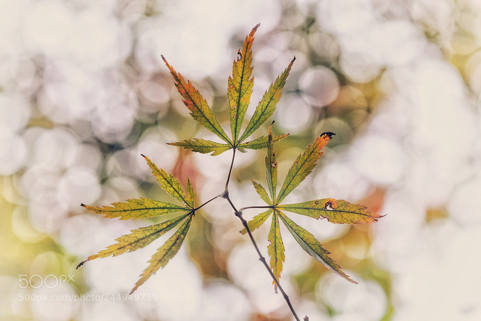 Sony a7R II sample photo. Maples leaves in the photography