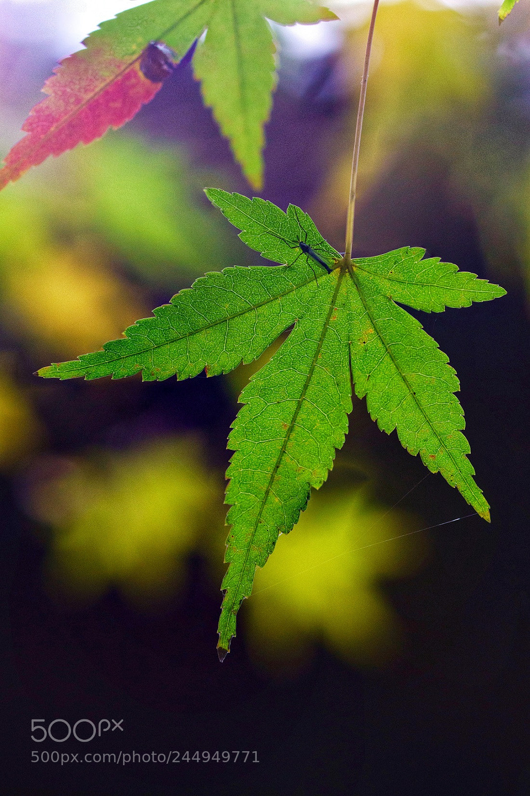 Sony a7R II sample photo. Maples leaves in the photography