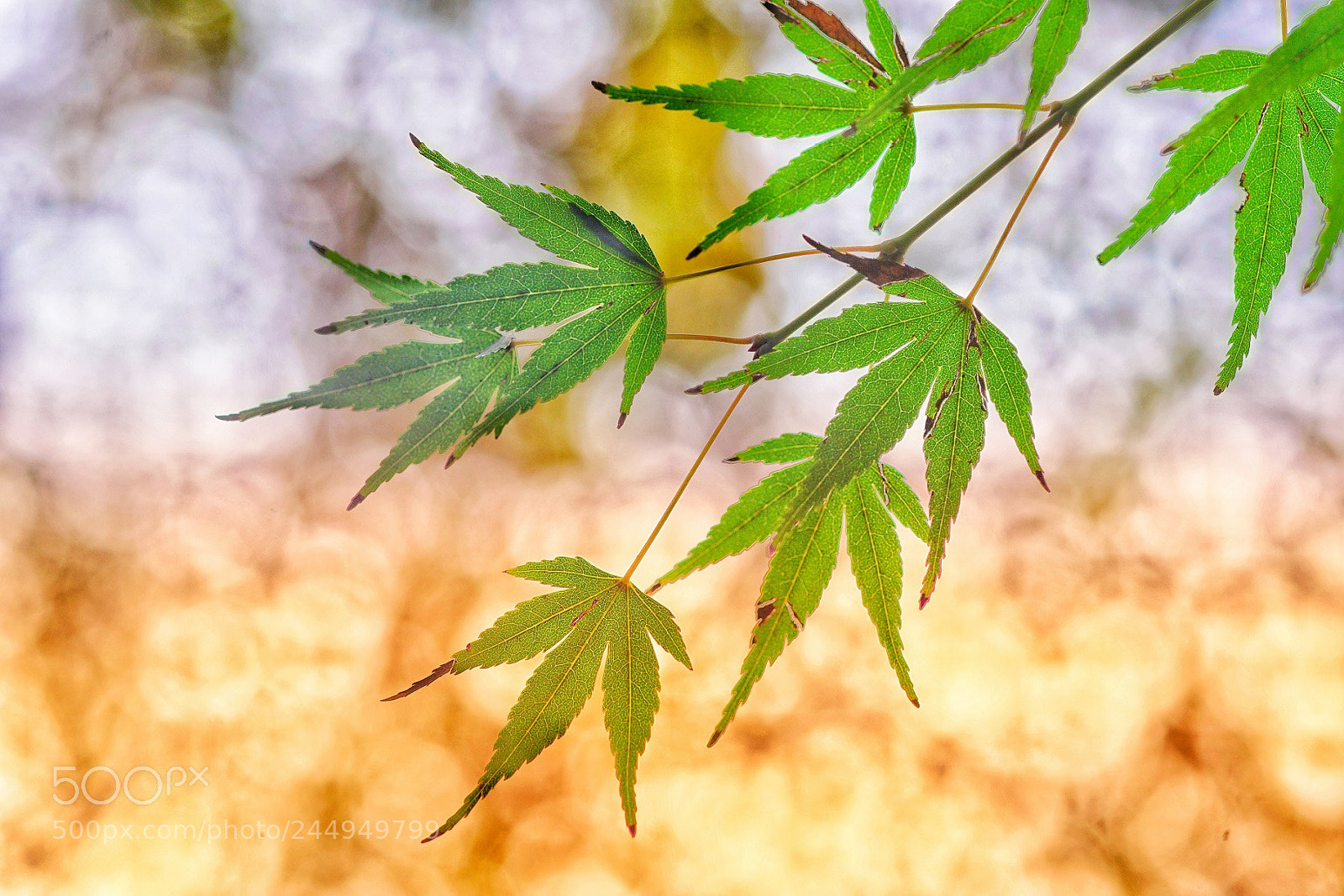 Sony a7R II sample photo. Maples leaves in the photography